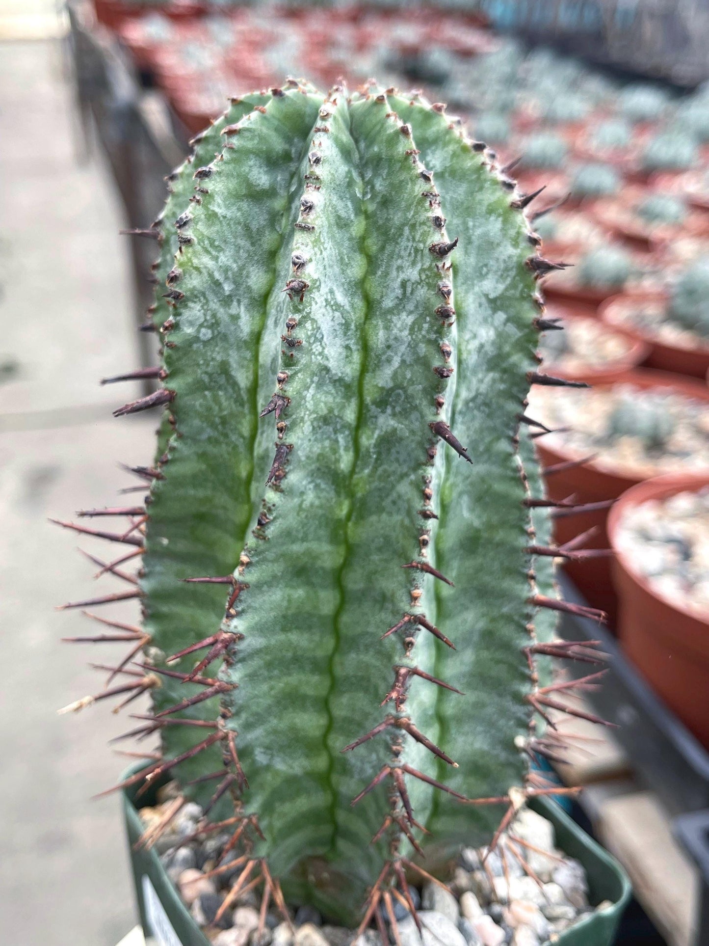 Euphorbia Hybrid | Rare Cactus | Live Plant