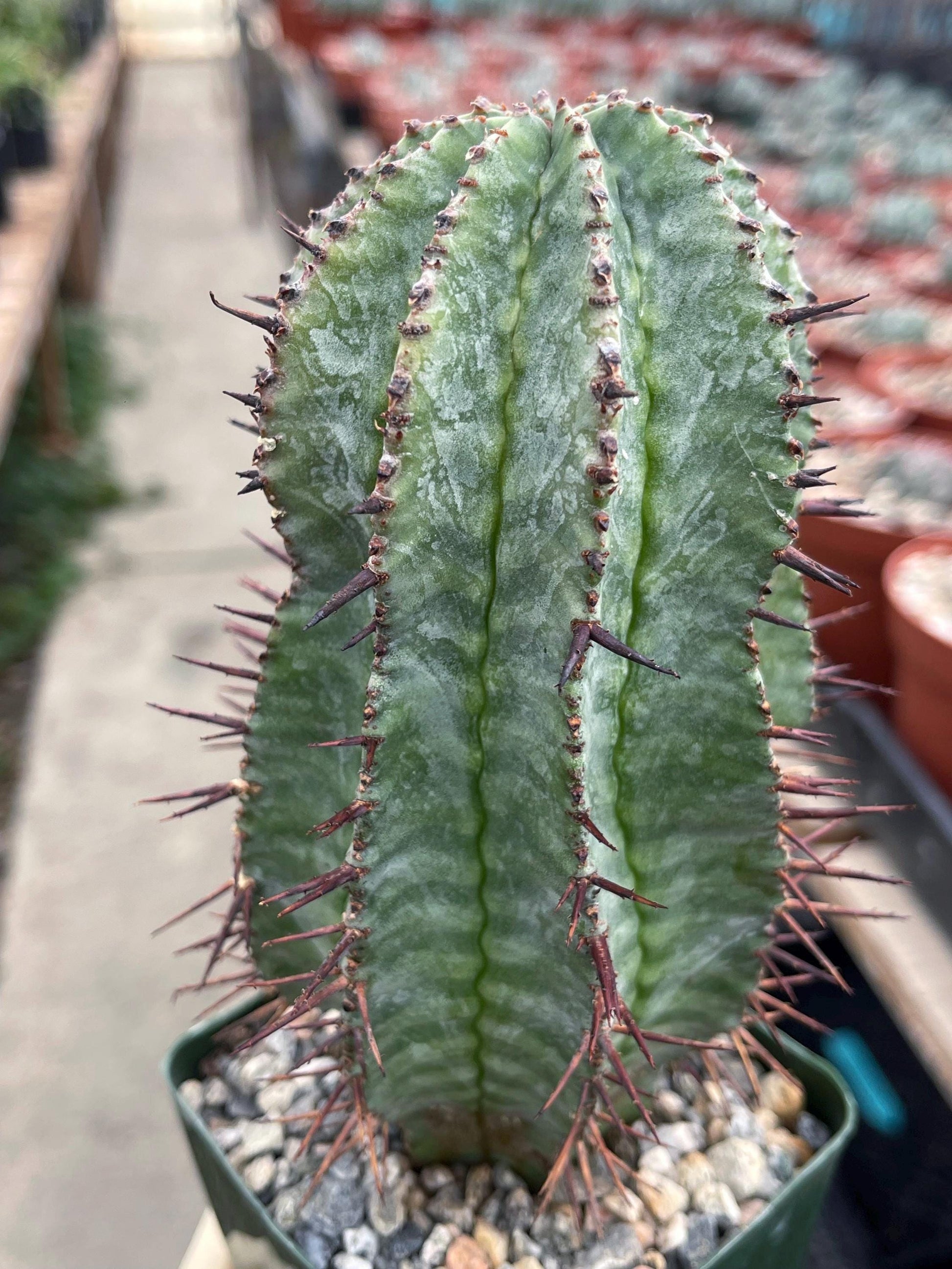 Euphorbia Hybrid | Rare Cactus | Live Plant