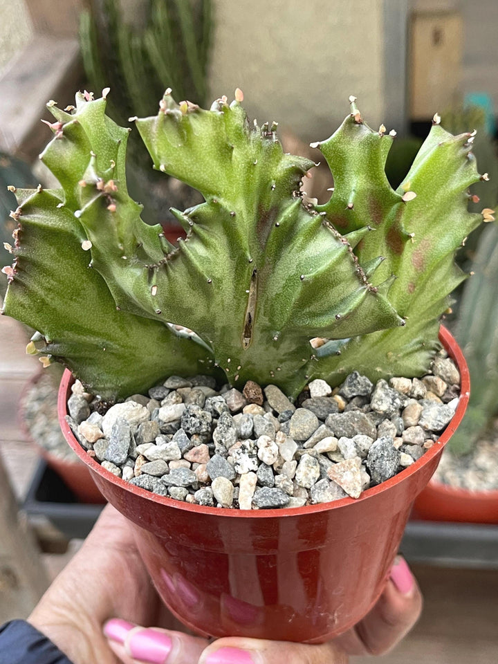 Crested Euphorbia Antiquorum | Crested Cactus | Live Plant