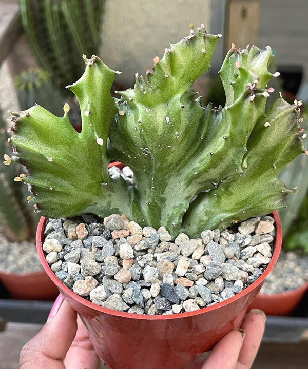 Crested Euphorbia Antiquorum | Crested Cactus | Live Plant