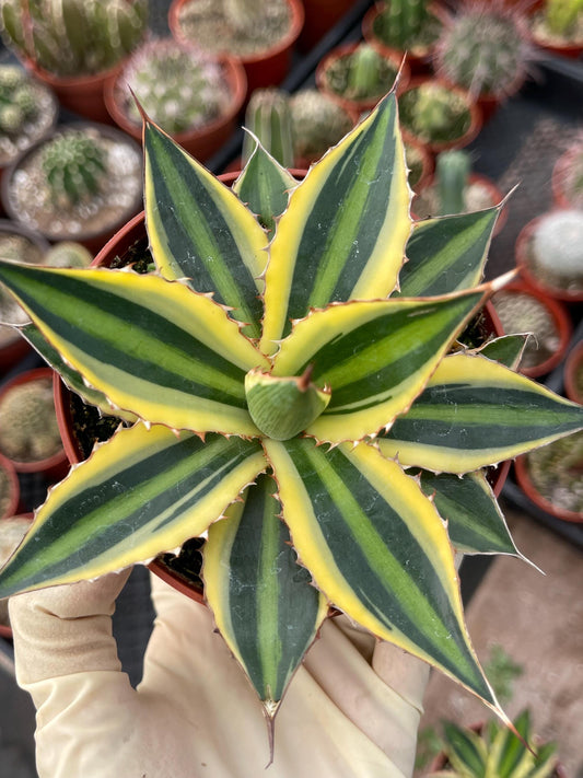 Agave lophanta quadricolor | Liveplants | Rare Plant | Mature Plant