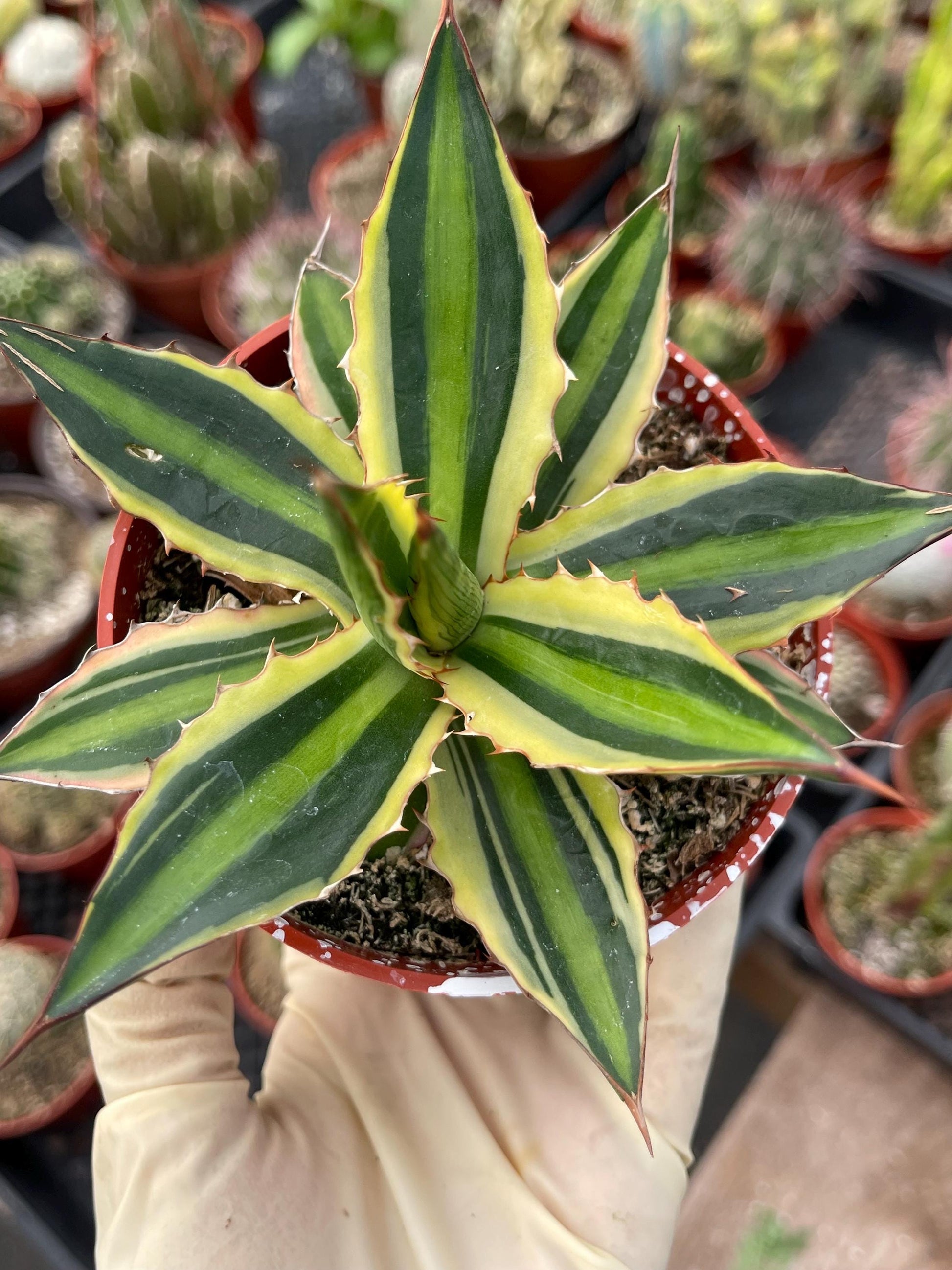 Agave lophanta quadricolor | Liveplants | Rare Plant | Mature Plant