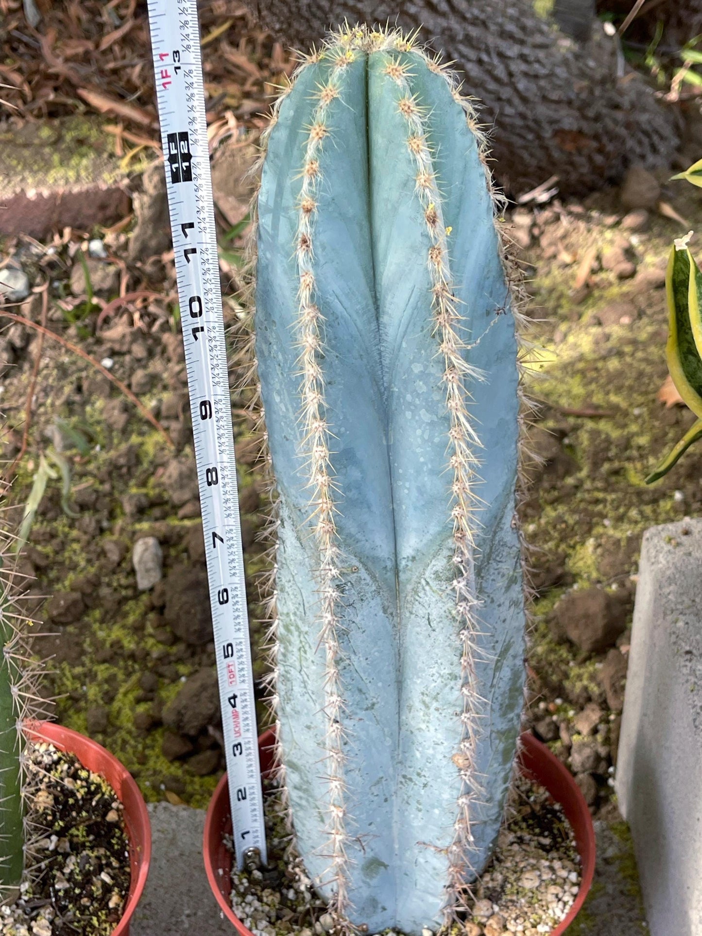 Fat Blue Torch, Pilosocereus Azureus | Blue Cactus