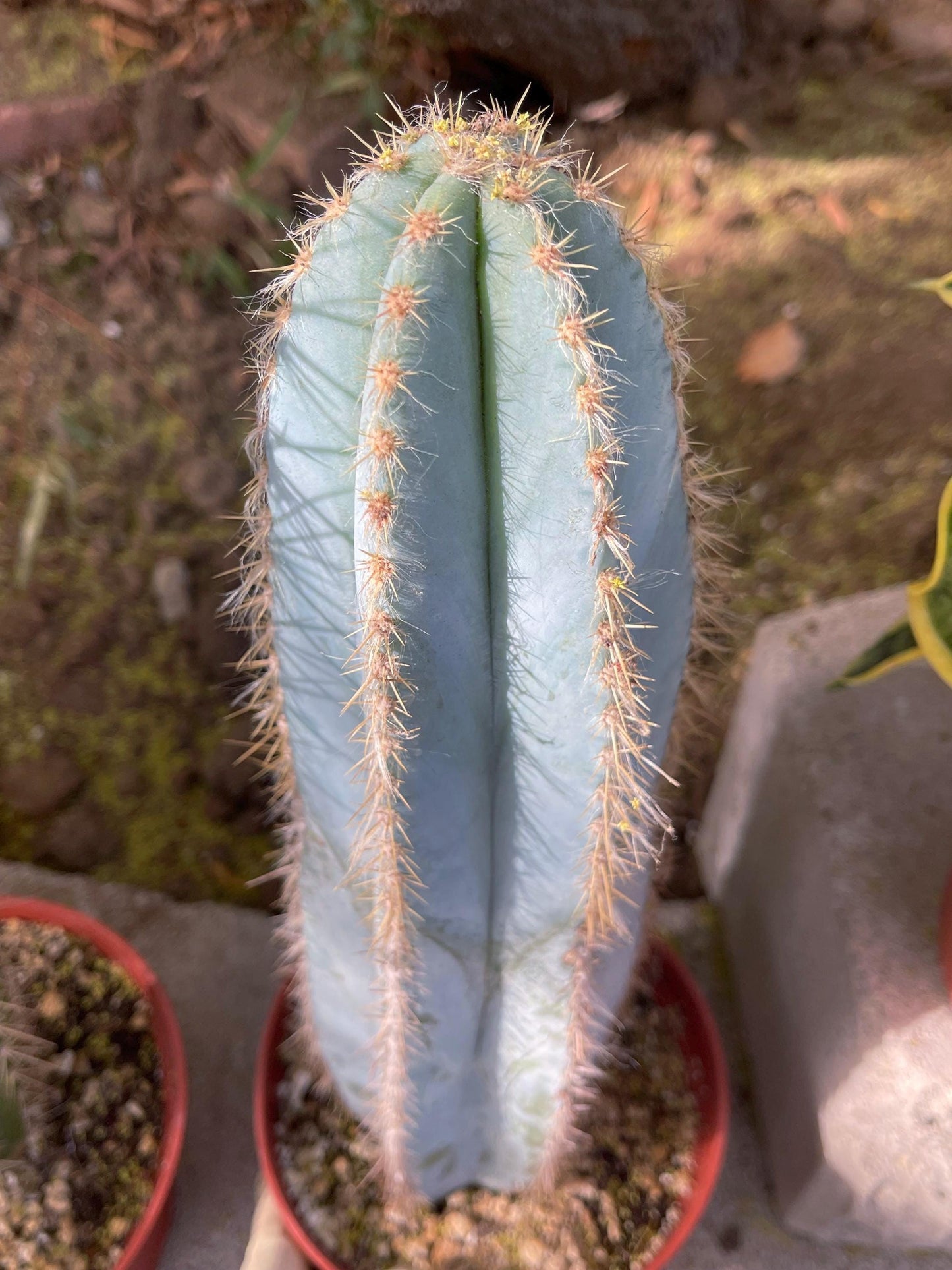 Fat Blue Torch, Pilosocereus Azureus | Blue Cactus