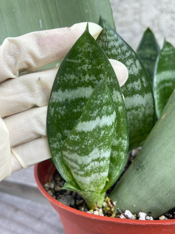 Sanseveria Trifasciata | Live House Plant