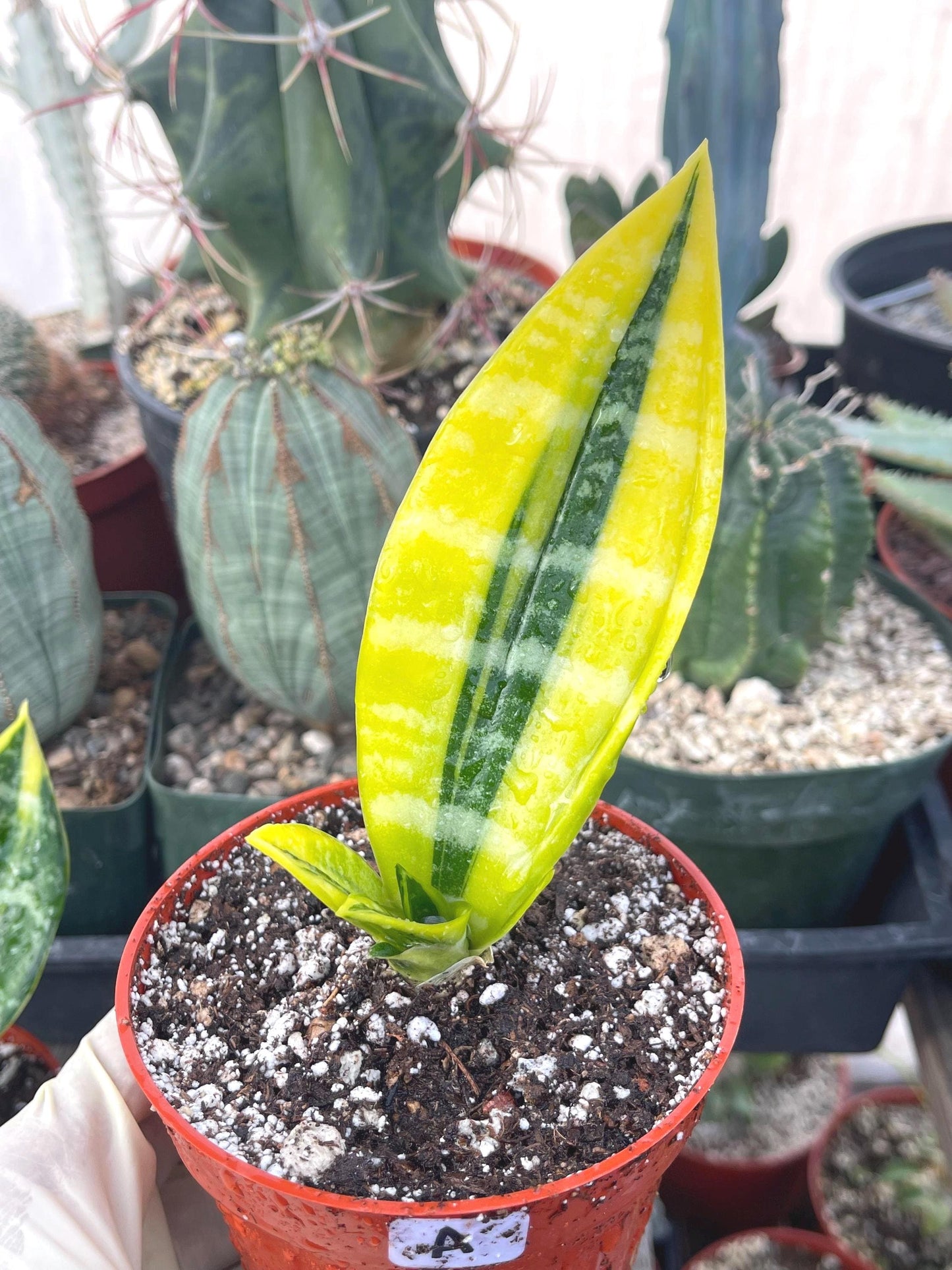 Sansevieria Trifasciata Futura Superba | Live Plant