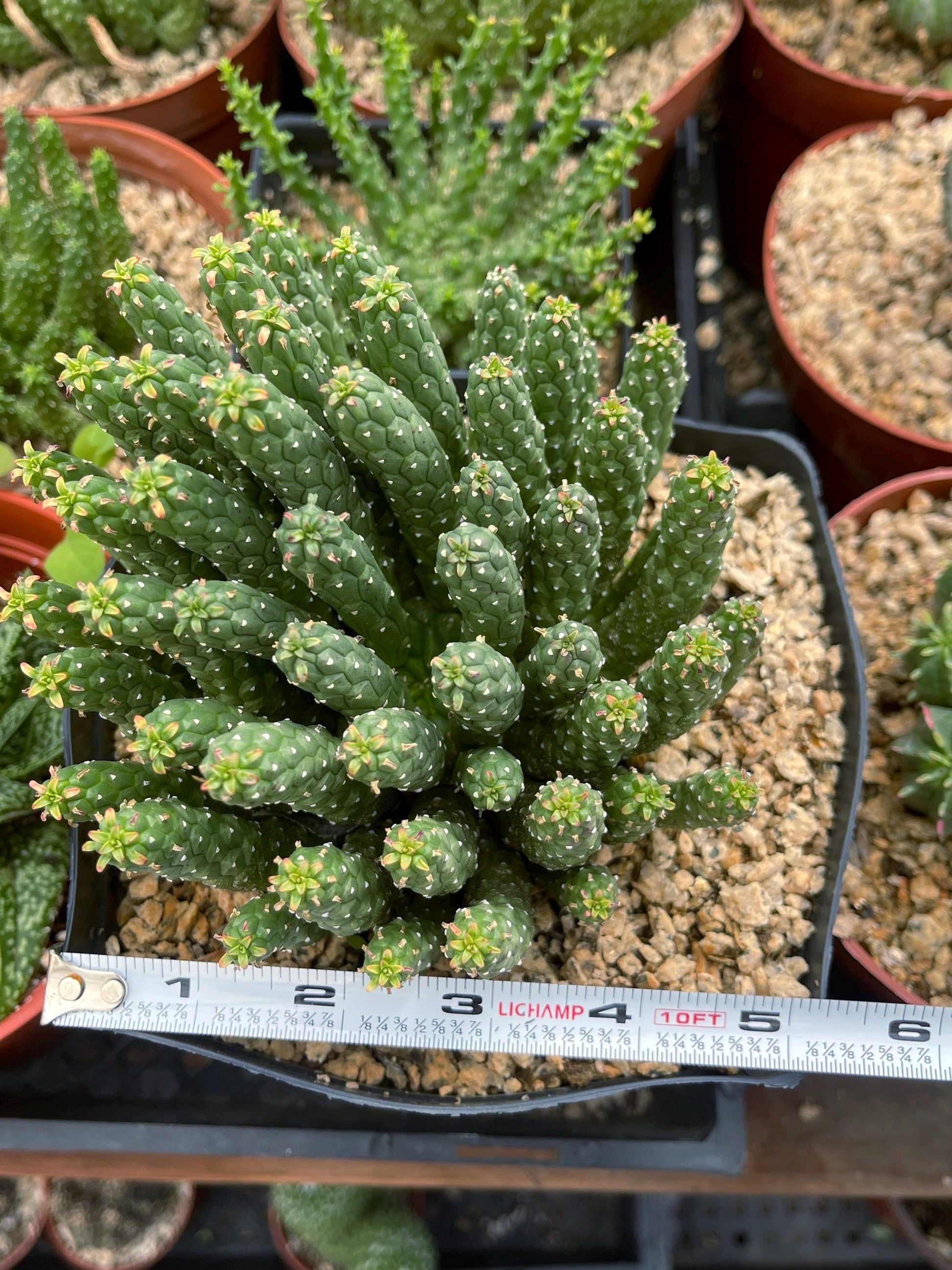 Euphorbia Colliculina | Euphorbia Medusa | Live Plant | Rare Plant