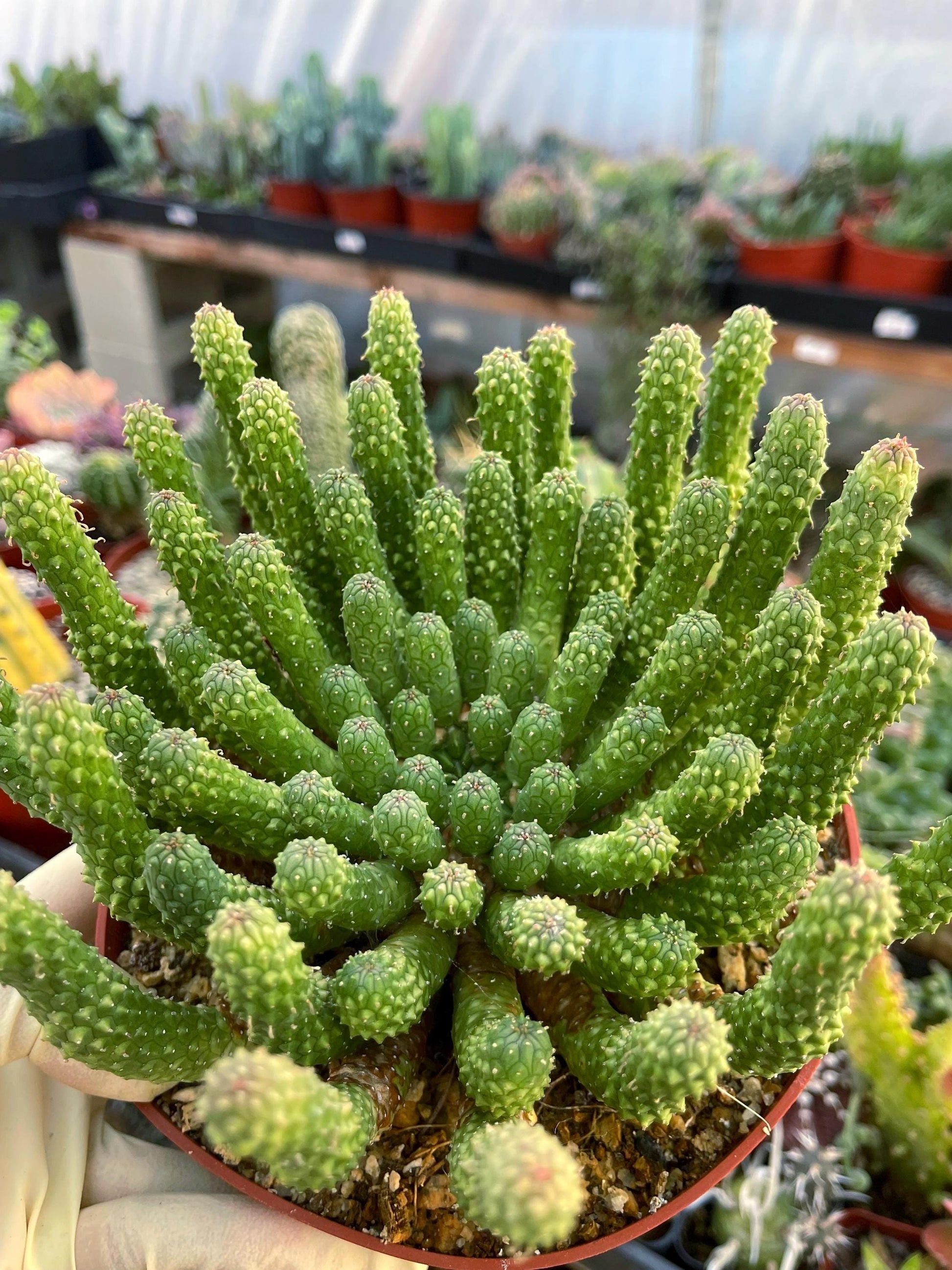 Euphorbia Colliculina | Euphorbia Medusa | Live Plant | Rare Plant