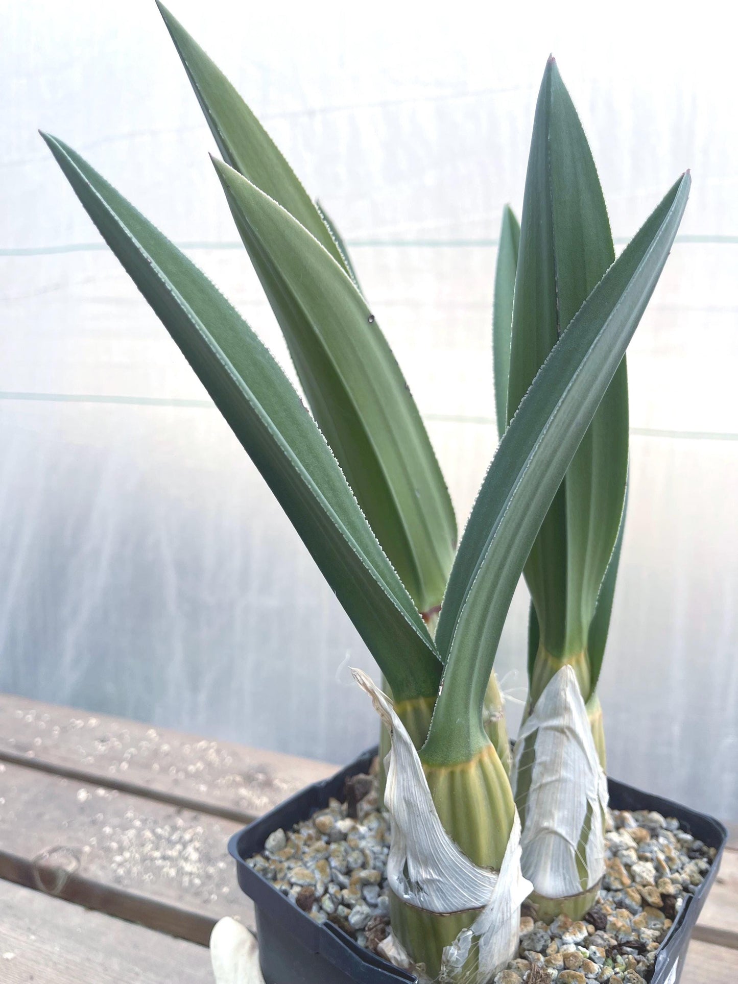 Eulophia Petersi | Desert Orchid | Rare Plant | Live Plant