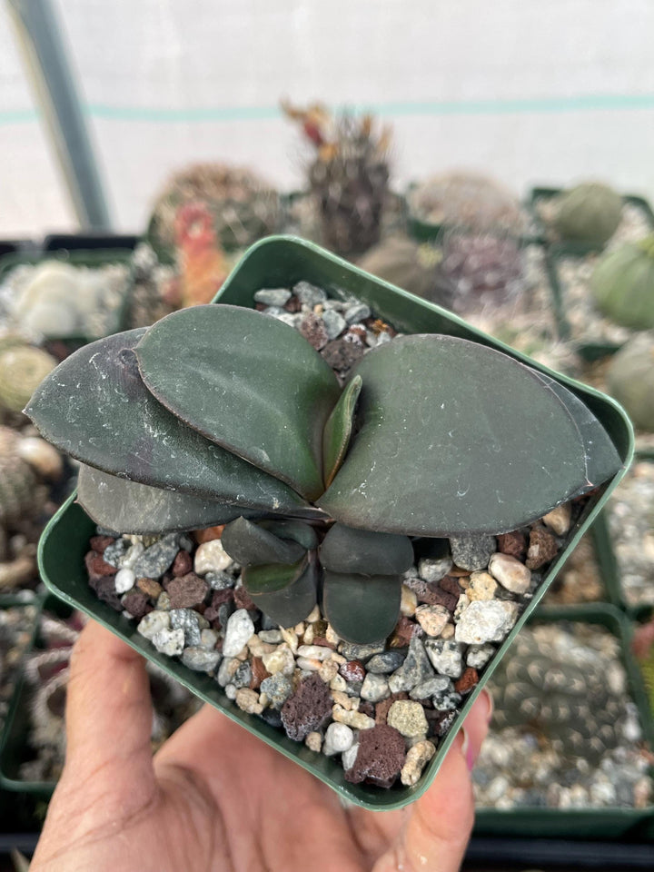 Gasteria w/pups | Live Plant | Live Succulent