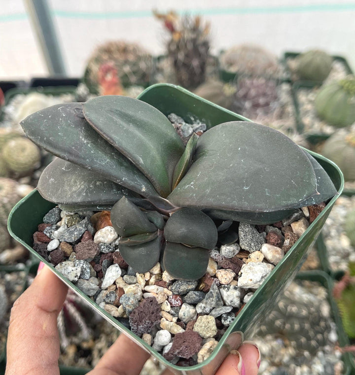 Gasteria w/pups | Live Plant | Live Succulent