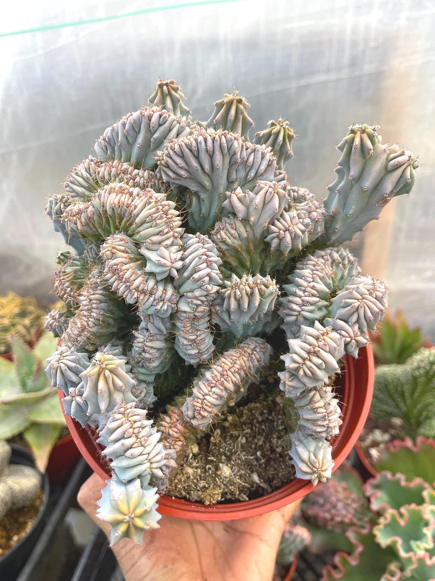 6” Large Crested Myrtle Cactus | Blue Candle | Live Cactus