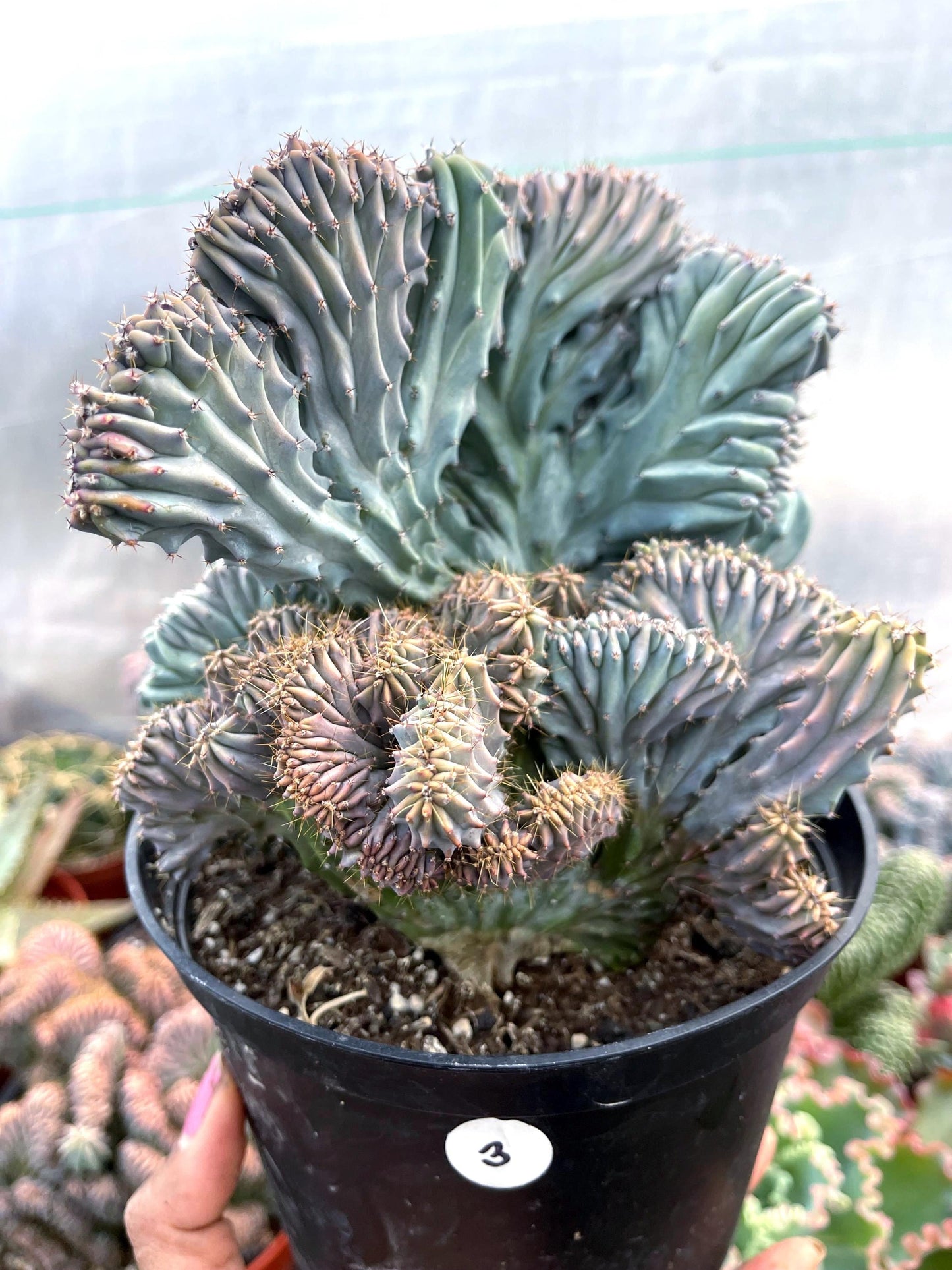 6” Large Crested Myrtle Cactus | Blue Candle | Live Cactus