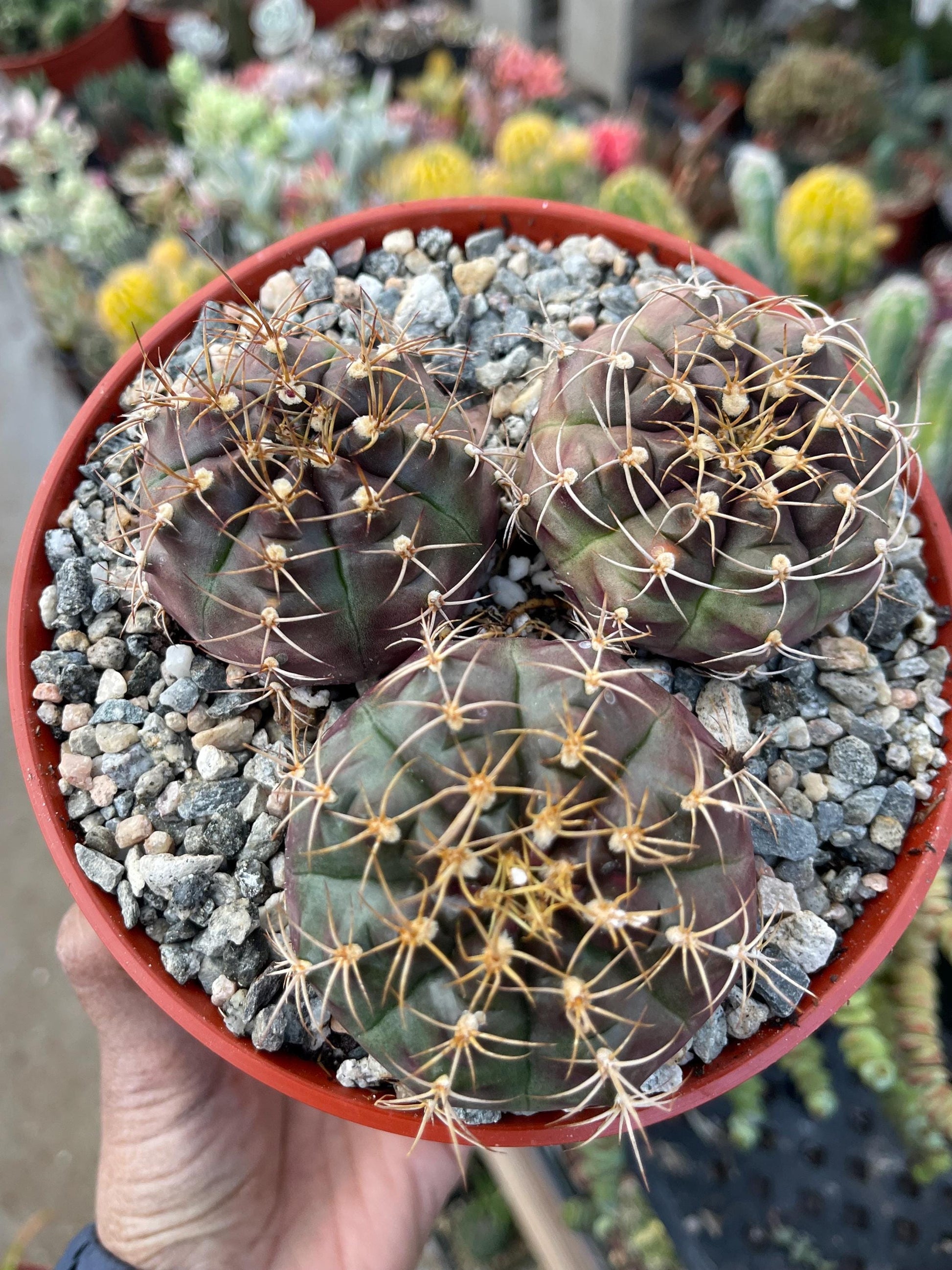 3.5” Gymnocalycium Tucavocense w/ pups | Live Cactus