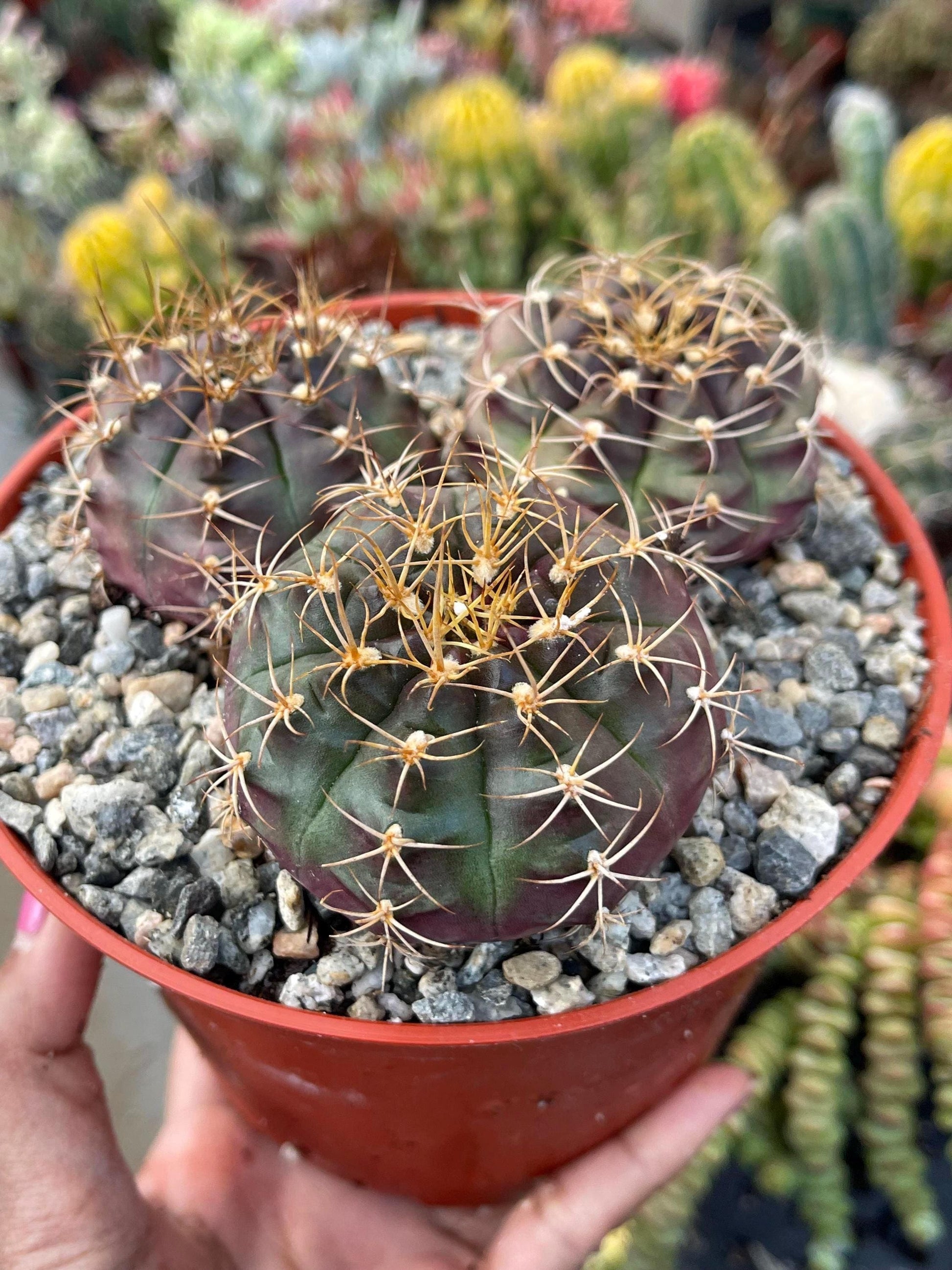 3.5” Gymnocalycium Tucavocense w/ pups | Live Cactus