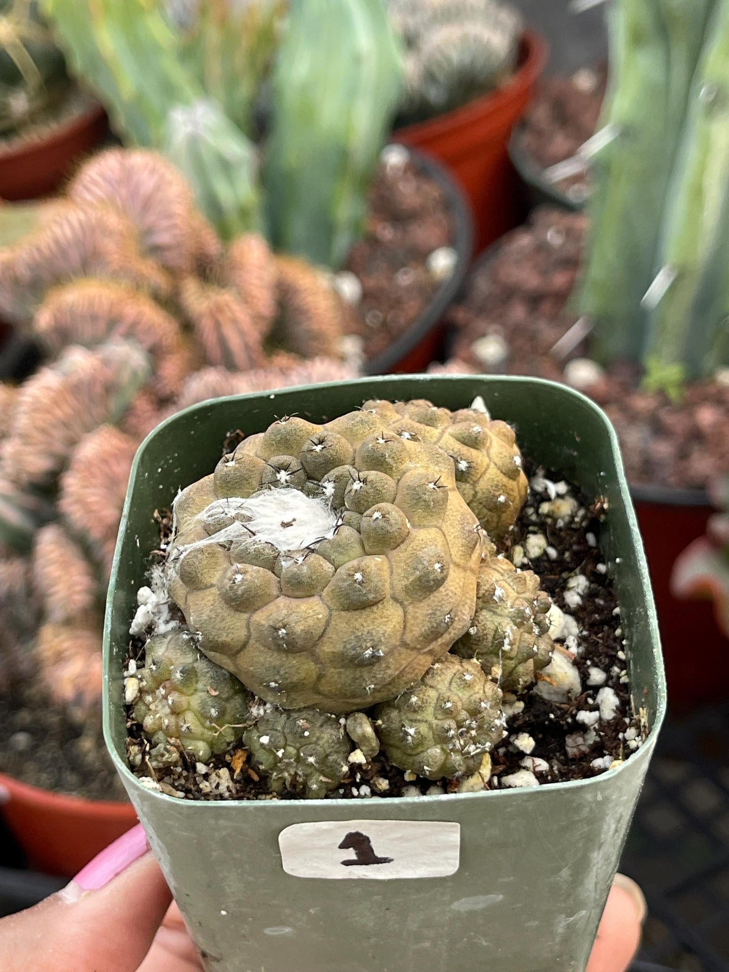 Copiapoa Hypogaea with pups | Live Cactus