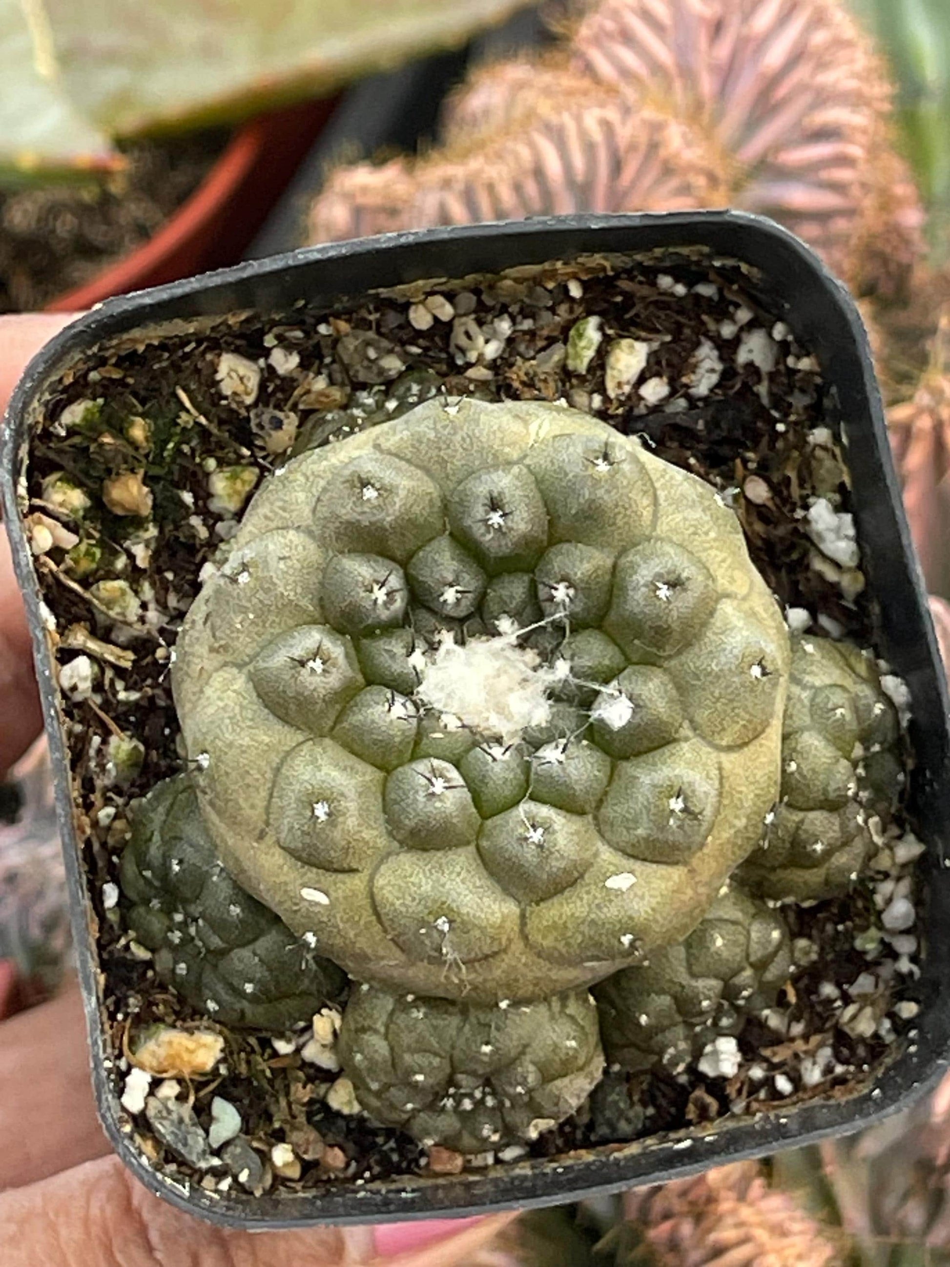 Copiapoa Hypogaea with pups | Live Cactus