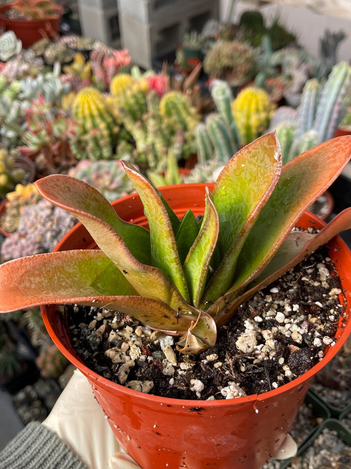 Large Harworthia with pup | Rare Item | | Live Succulent