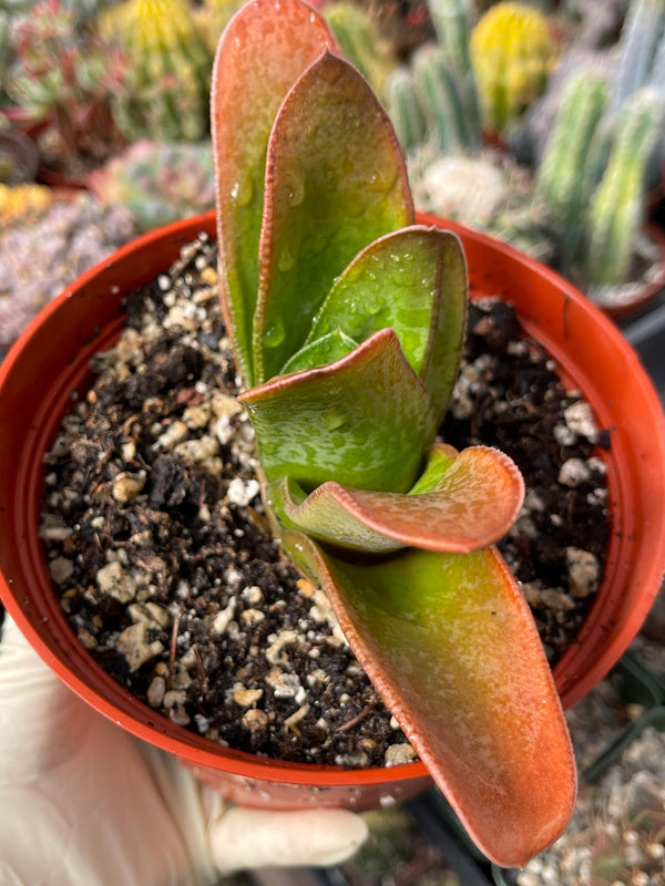 Large Harworthia with pup | Rare Item | | Live Succulent