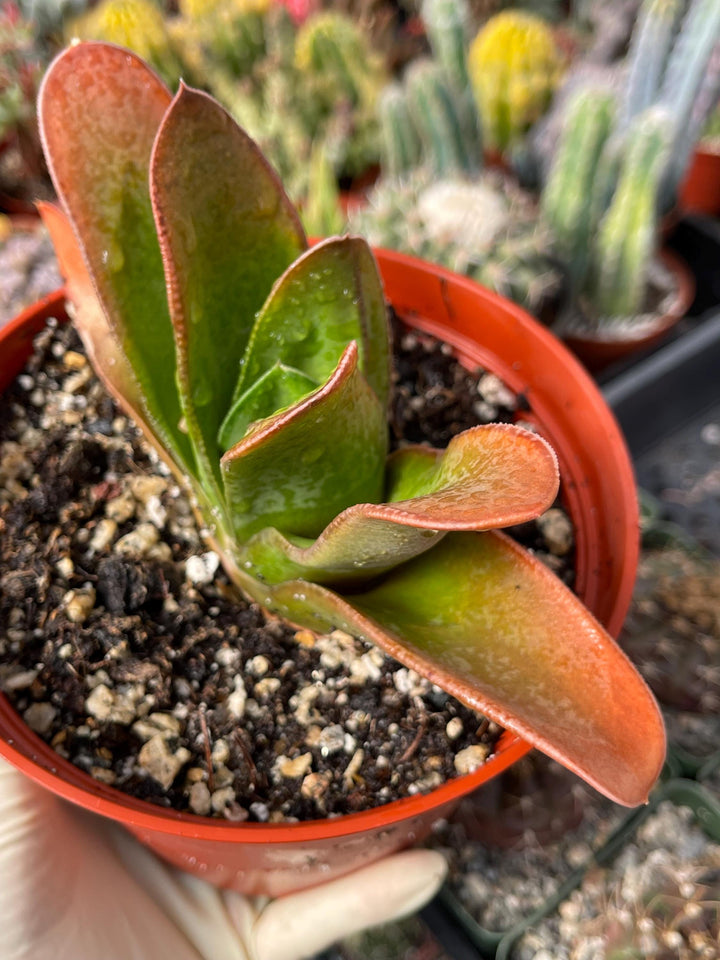 Large Harworthia with pup | Rare Item | | Live Succulent