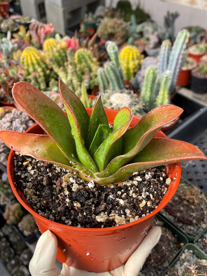 Large Harworthia with pup | Rare Item | | Live Succulent