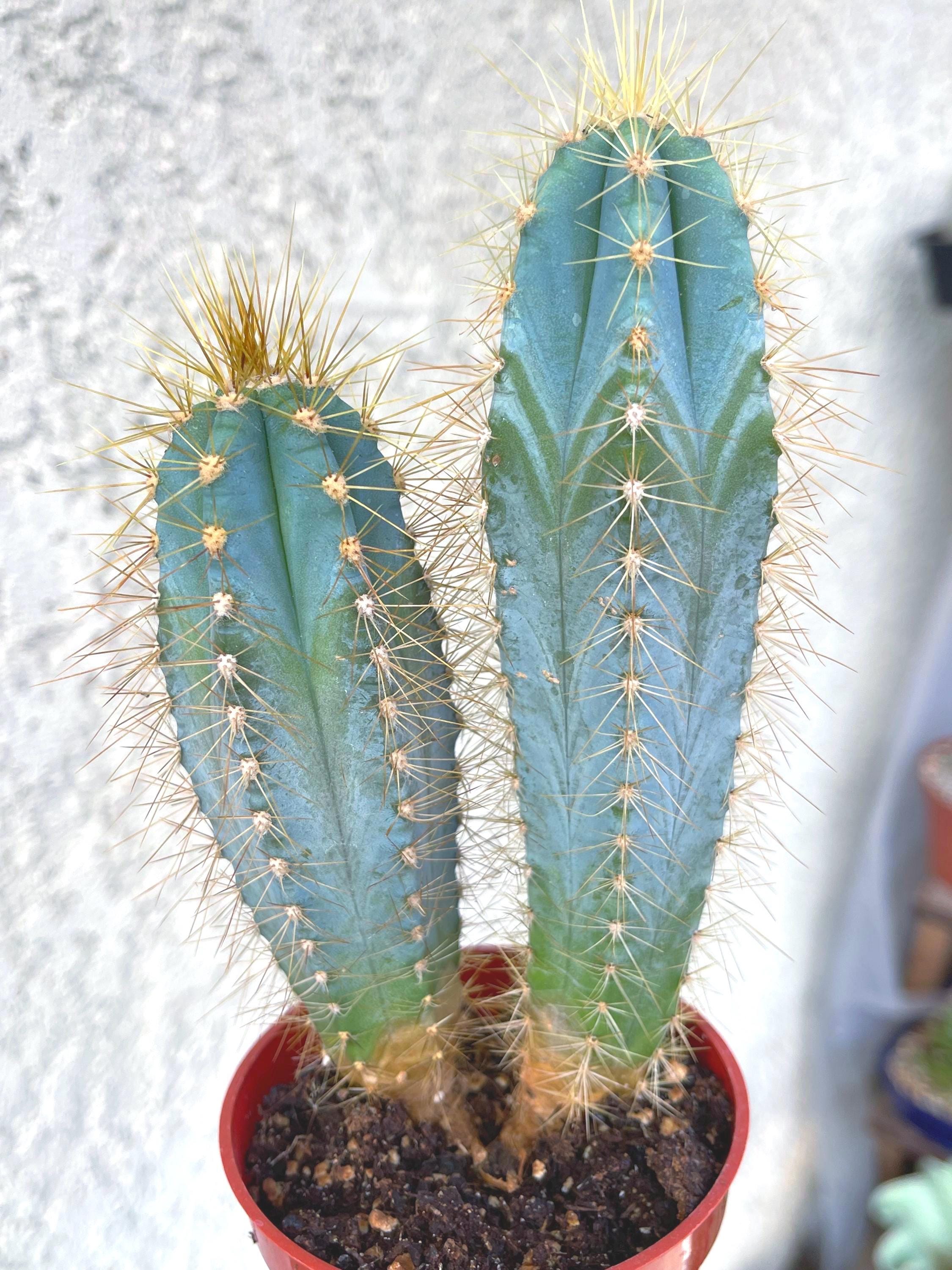 Blue Torch, Pilosocereus Azureus | Blue Cactus – Beleaf and Grow