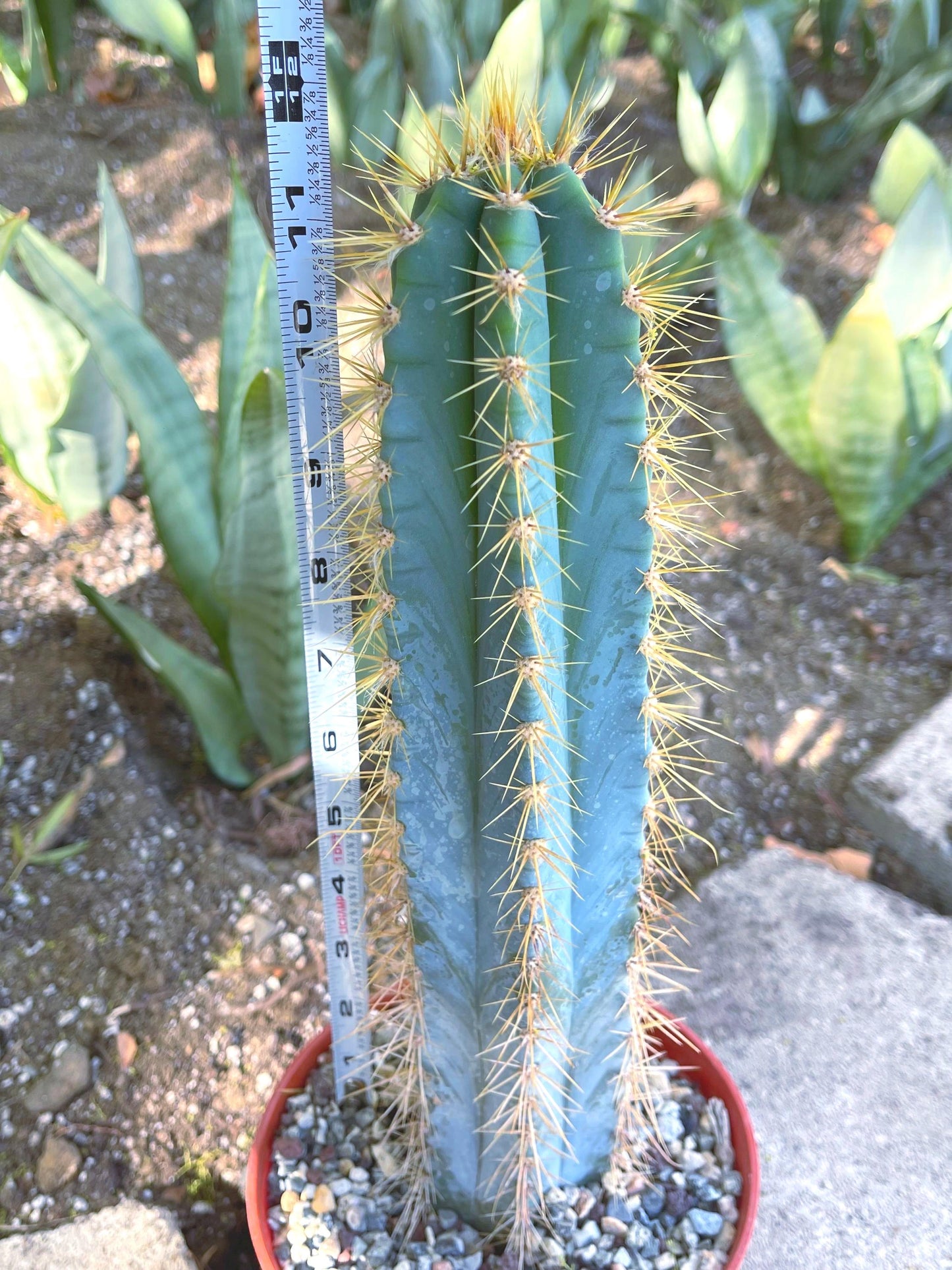 Fat Blue Torch, Pilosocereus Azureus | Blue Cactus