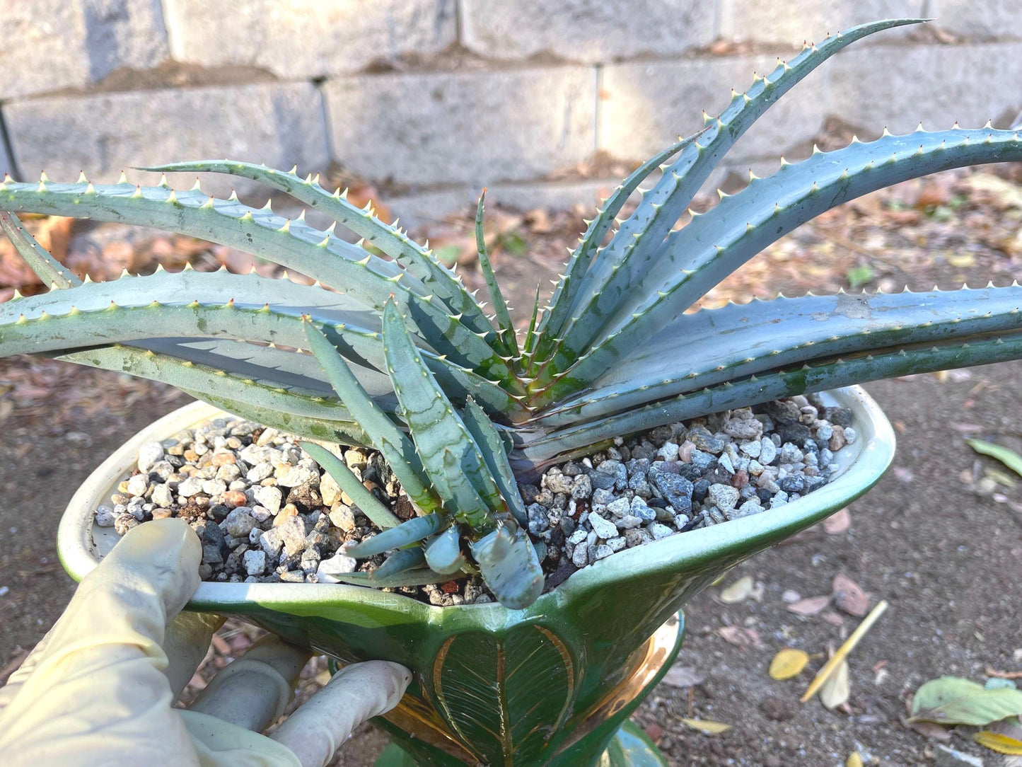 Large Aloe Suprafoliata w/ pup | Mustache Aloe | Live Plant | Live Succulent