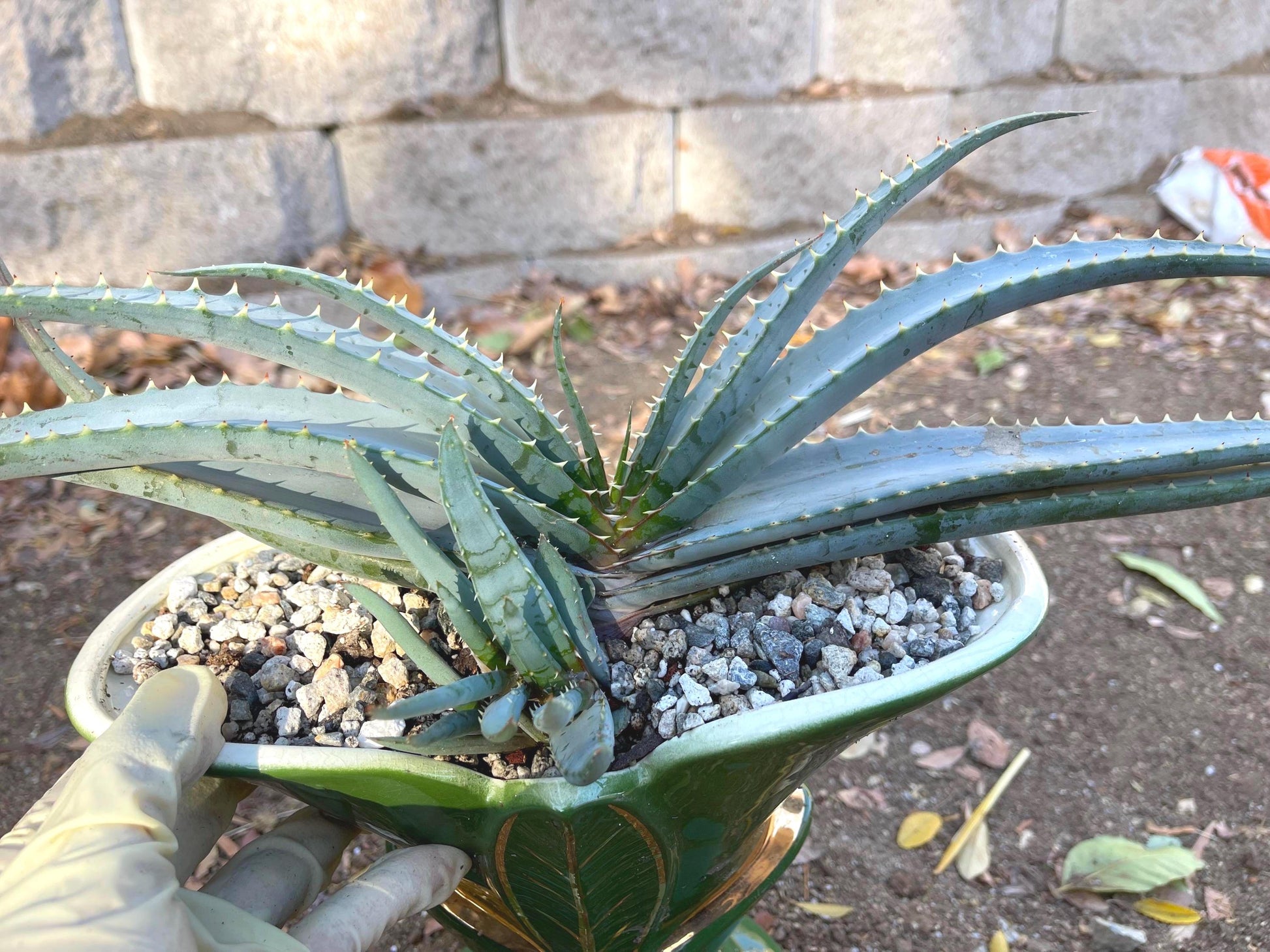 Large Aloe Suprafoliata w/ pup | Mustache Aloe | Live Plant | Live Succulent