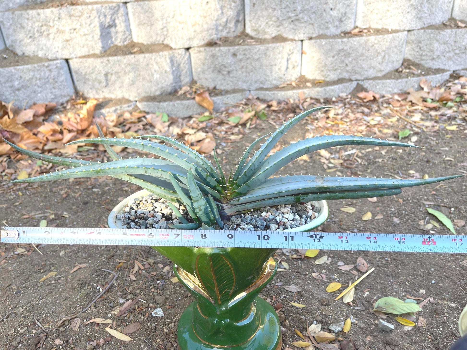 Large Aloe Suprafoliata w/ pup | Mustache Aloe | Live Plant | Live Succulent