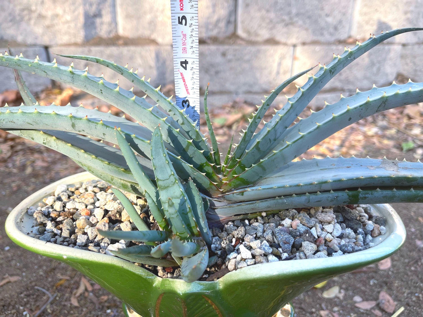 Large Aloe Suprafoliata w/ pup | Mustache Aloe | Live Plant | Live Succulent