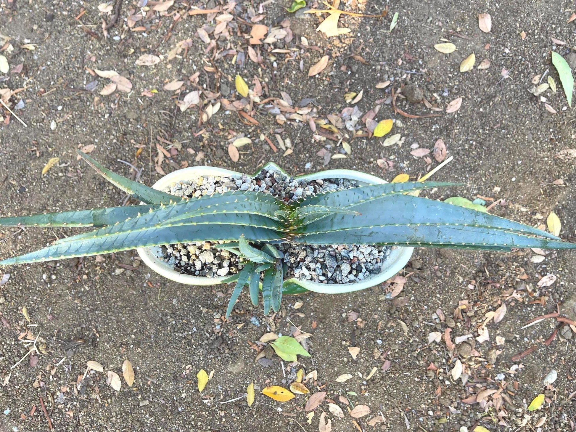 Large Aloe Suprafoliata w/ pup | Mustache Aloe | Live Plant | Live Succulent