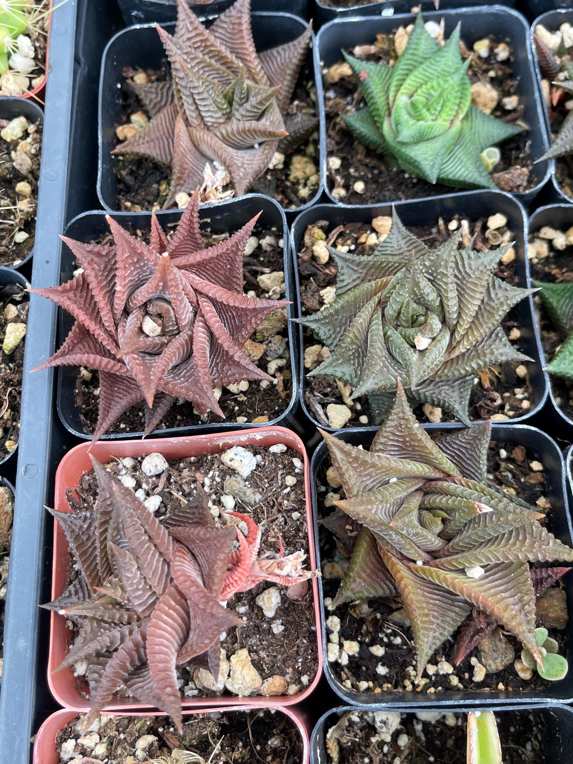 Haworthia Limifolia Spiralis | Rare Item | | Live Succulent