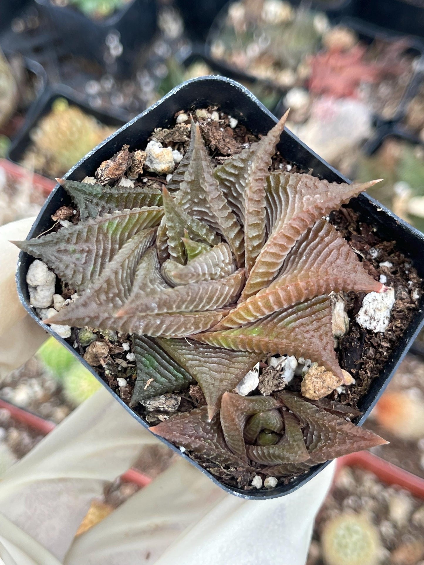 Haworthia Limifolia Spiralis | Rare Item | | Live Succulent