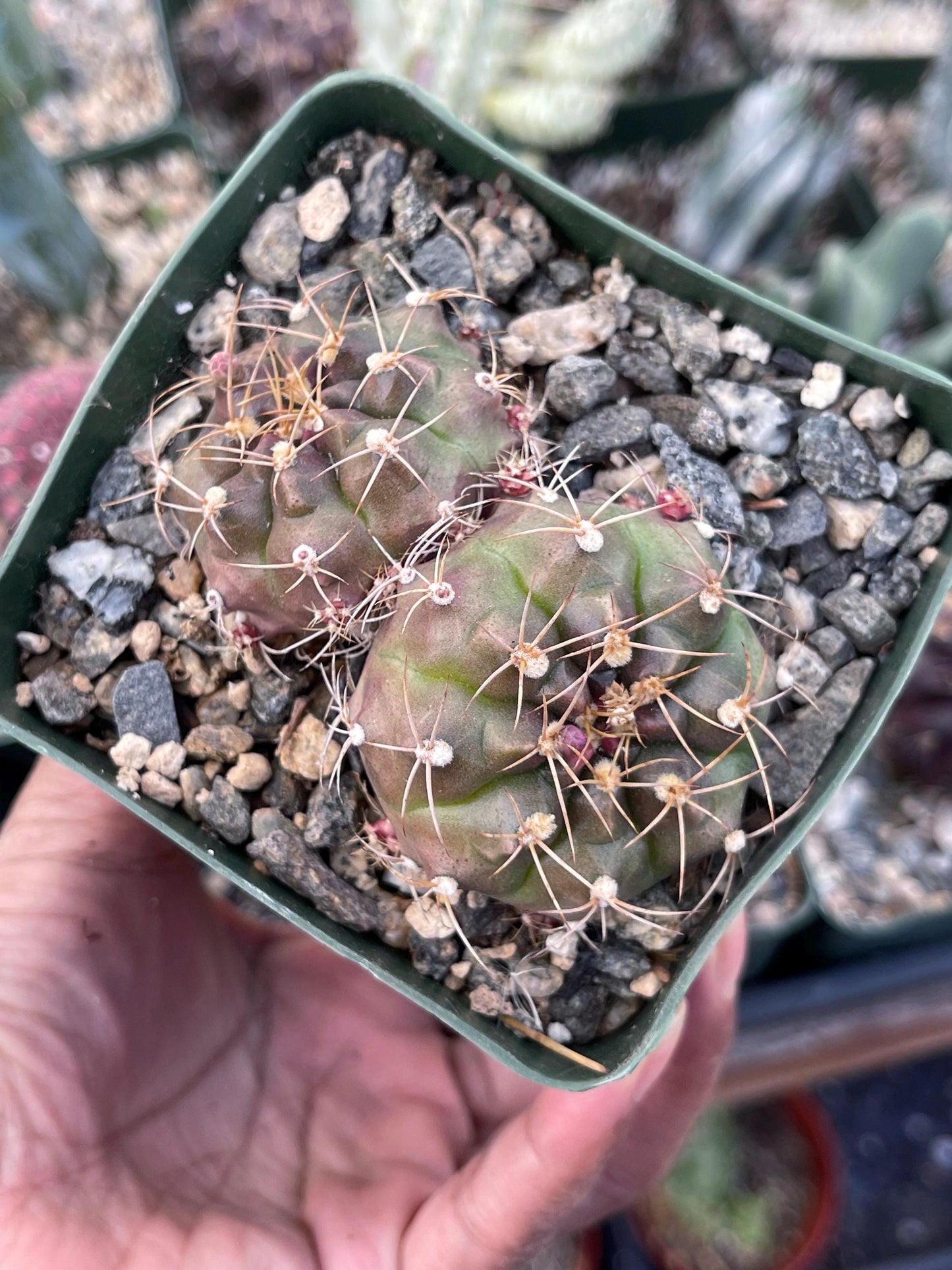 3.5” Gymnocalycium Tucavocense w/ pups | Live Cactus