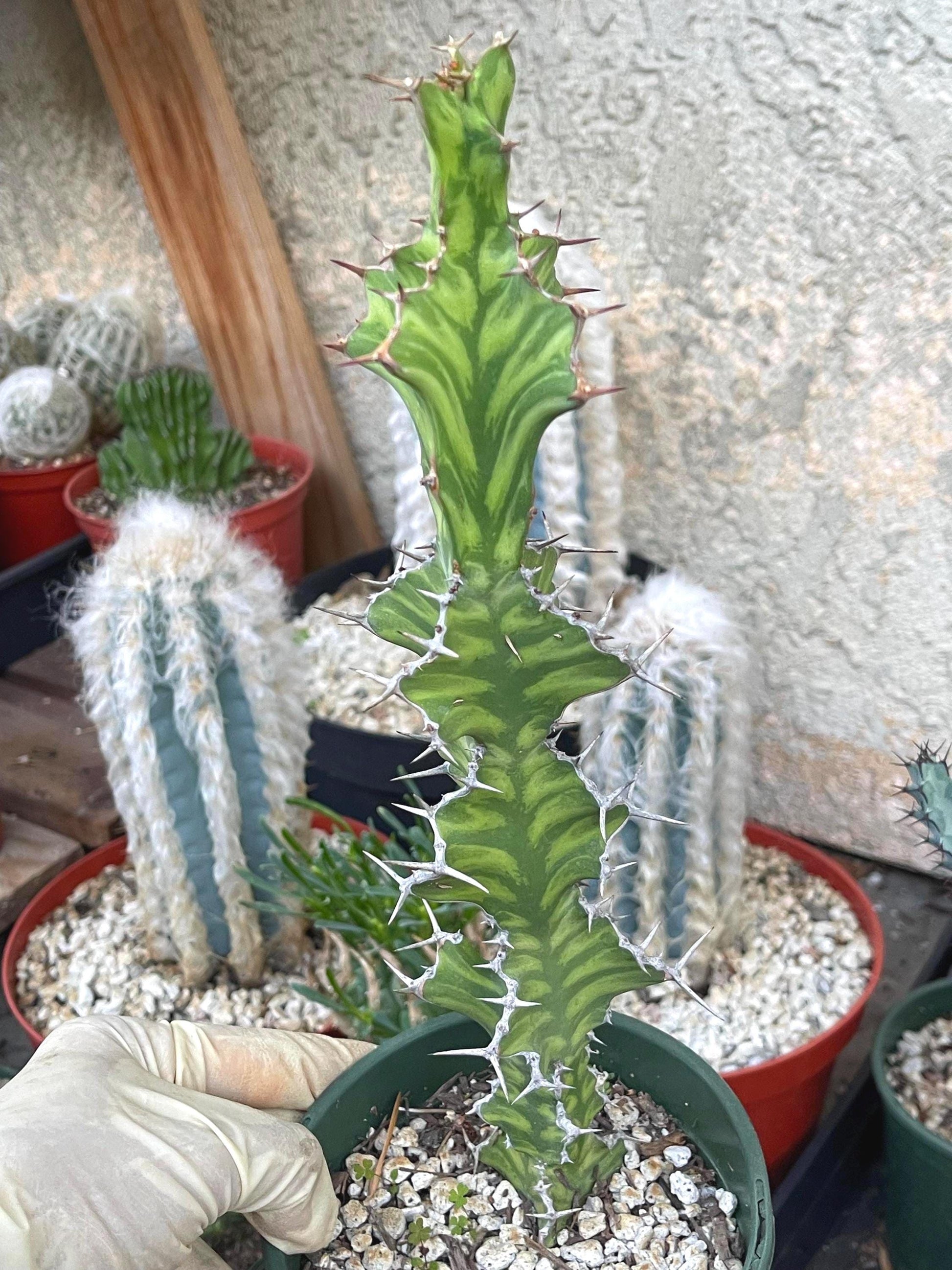 Euphorbia pseudocactus Zig Zag | Euphorbia Rare Plant