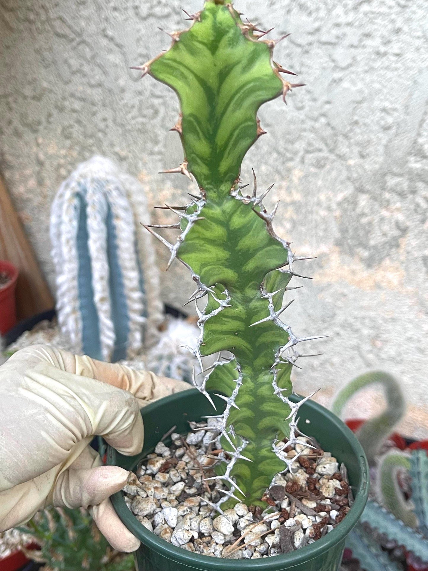 Euphorbia pseudocactus Zig Zag | Euphorbia Rare Plant