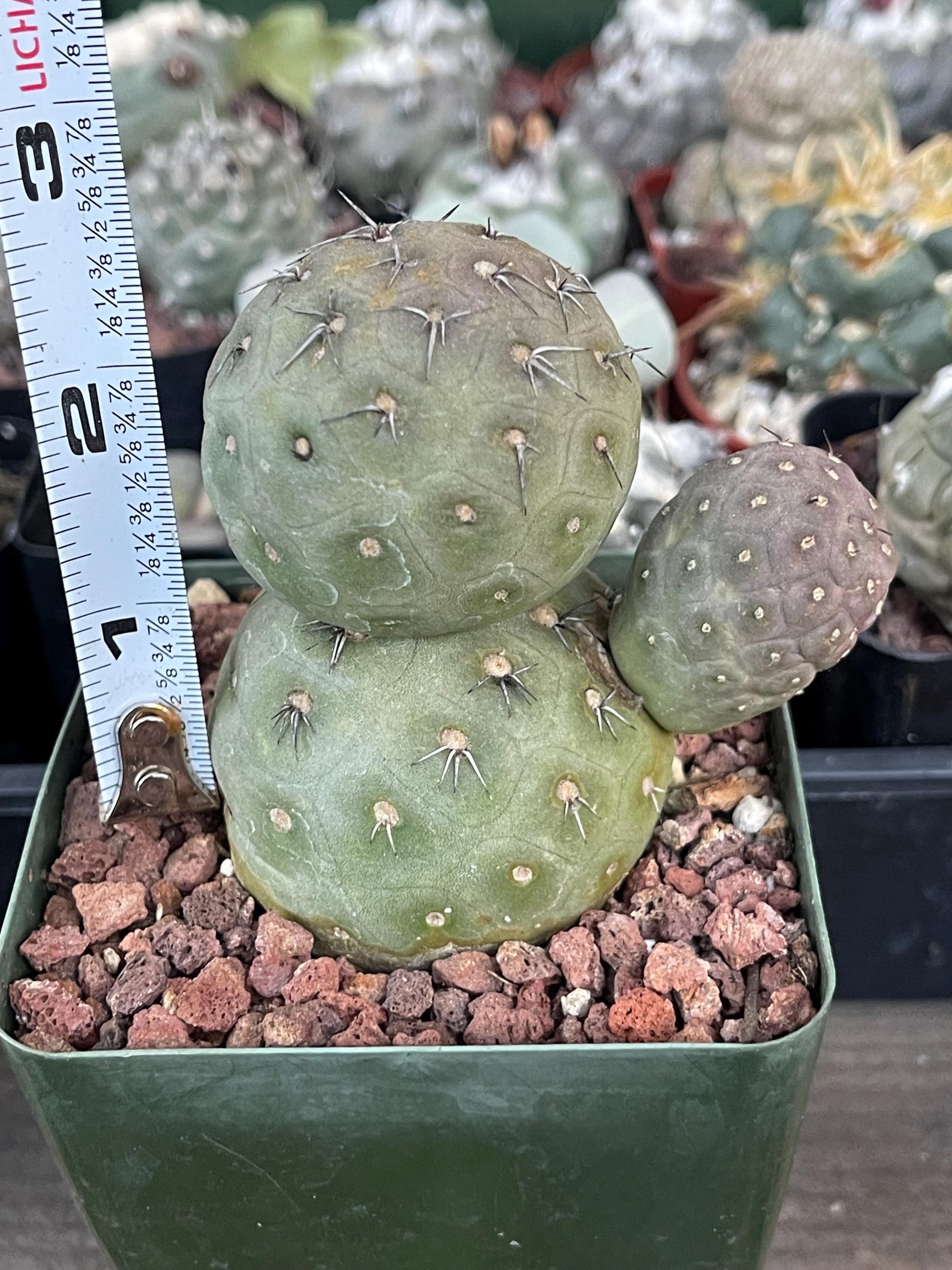 Tephrocactus Geometricus | live Cactus