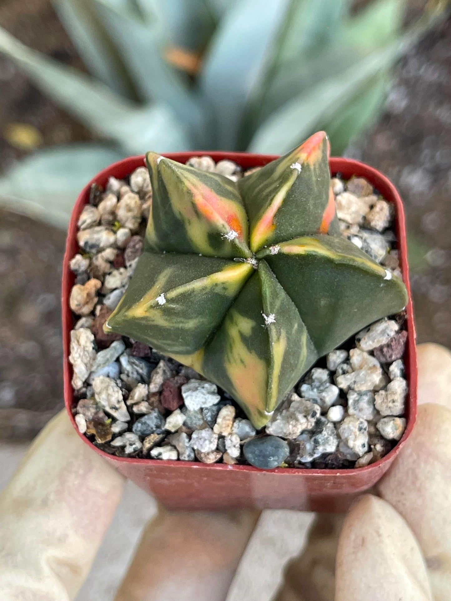 Variegated Astrophytum myriostigma cv Kikko | Live Cactus