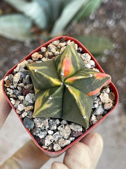 Variegated Astrophytum myriostigma cv Kikko | Live Cactus