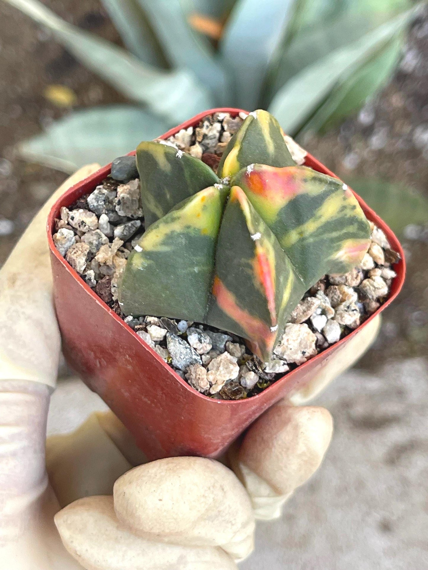 Variegated Astrophytum myriostigma cv Kikko | Live Cactus