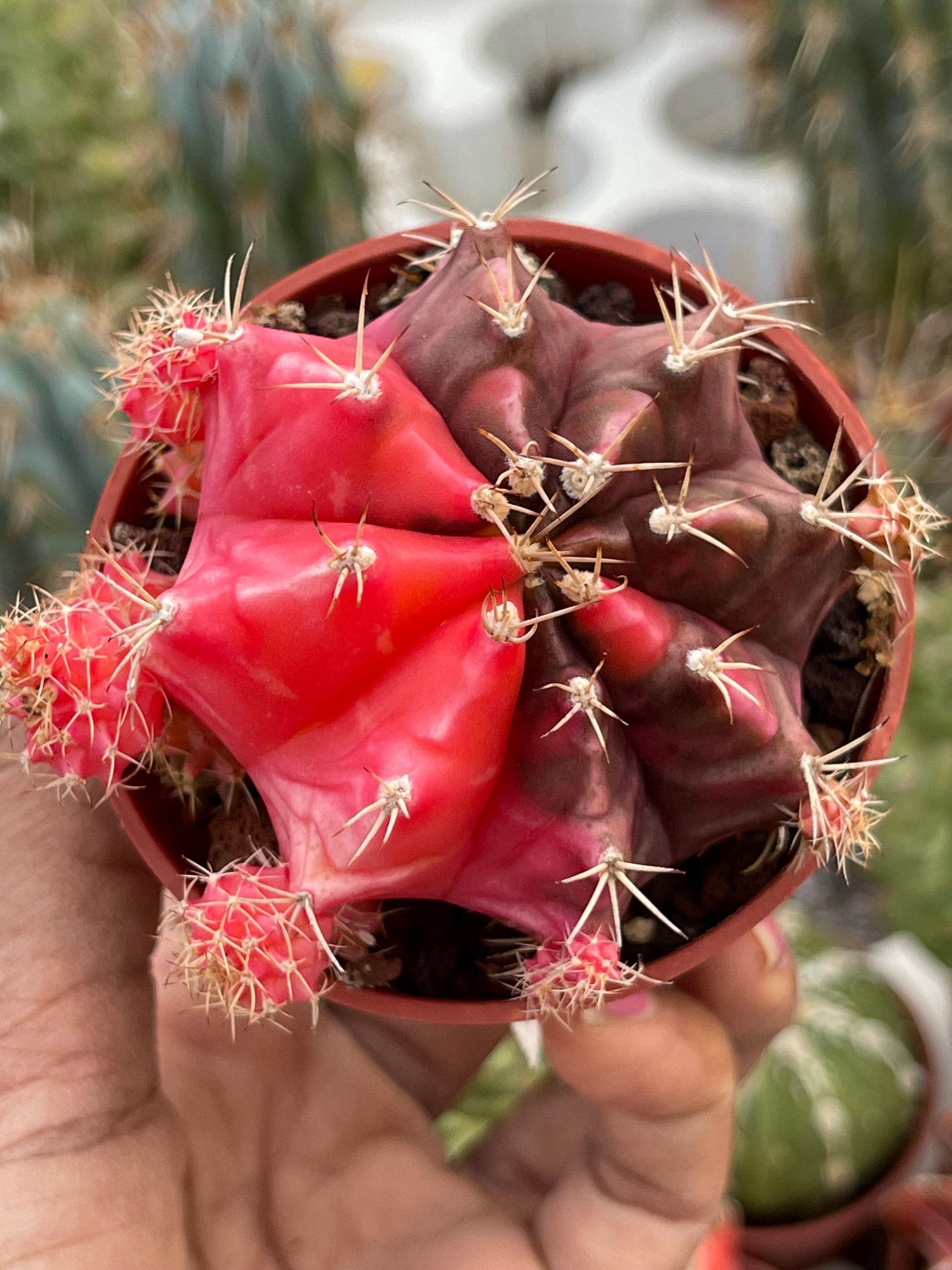 Variegated Gymnocalycium Mihanovichii | Live Cactus | Rare Cactus