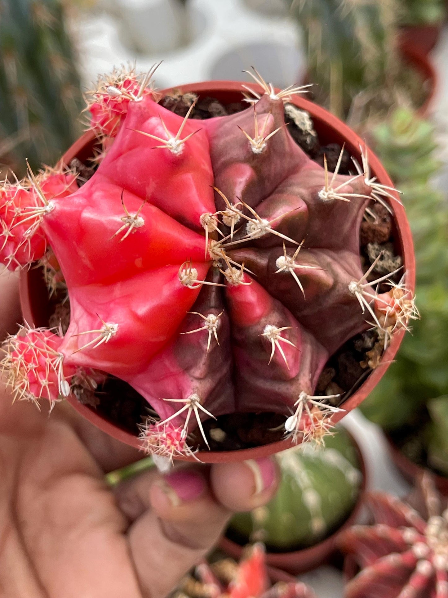 Variegated Gymnocalycium Mihanovichii | Live Cactus | Rare Cactus