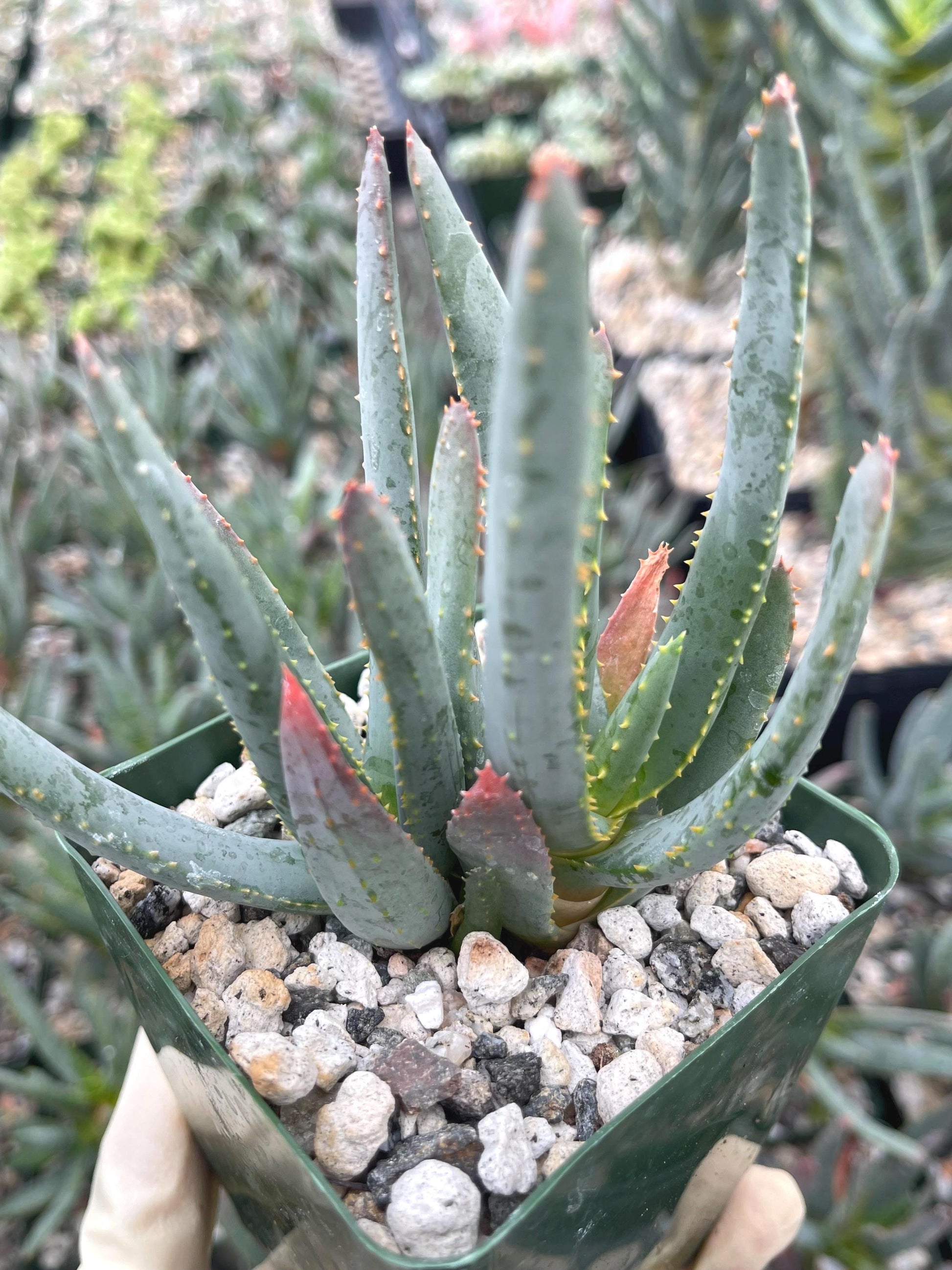 3.5” Double Aloe Dichotoma | Live Succulent | Live Plant