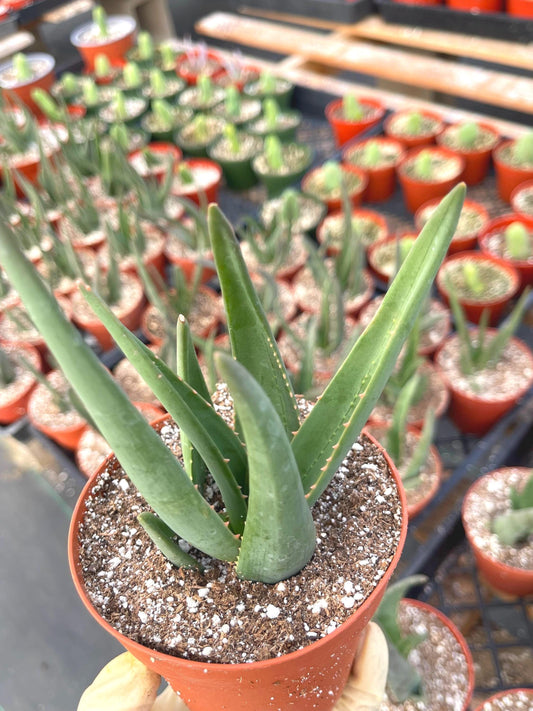 Aloe Hercules | Live Aloe | Live Plant