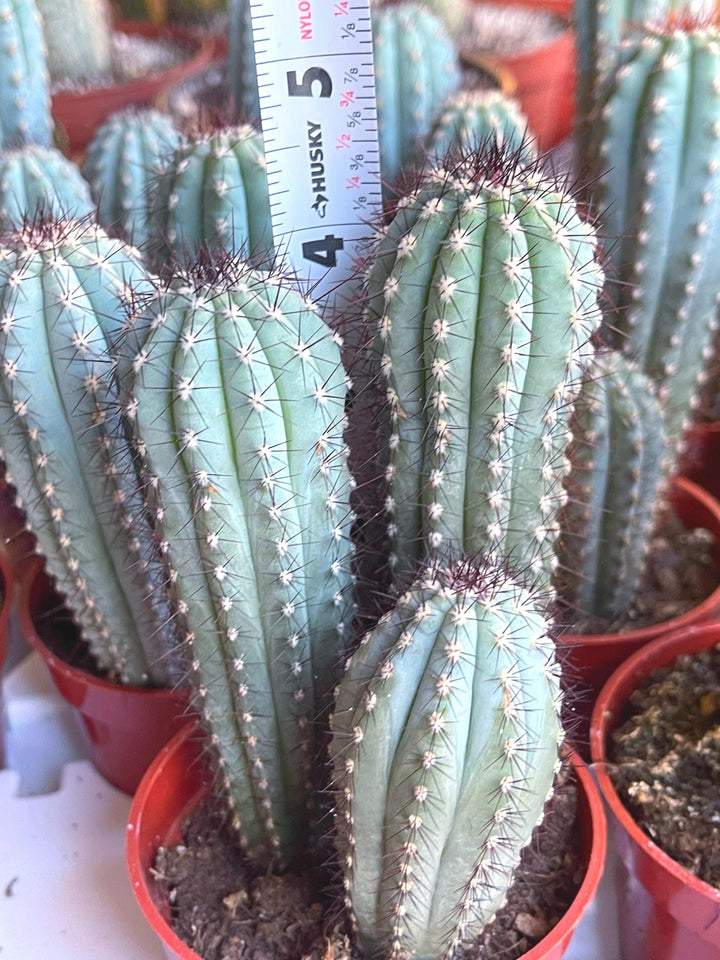 Cipocereus Bradei | Blue Cactus | Rare Exotic Cactus