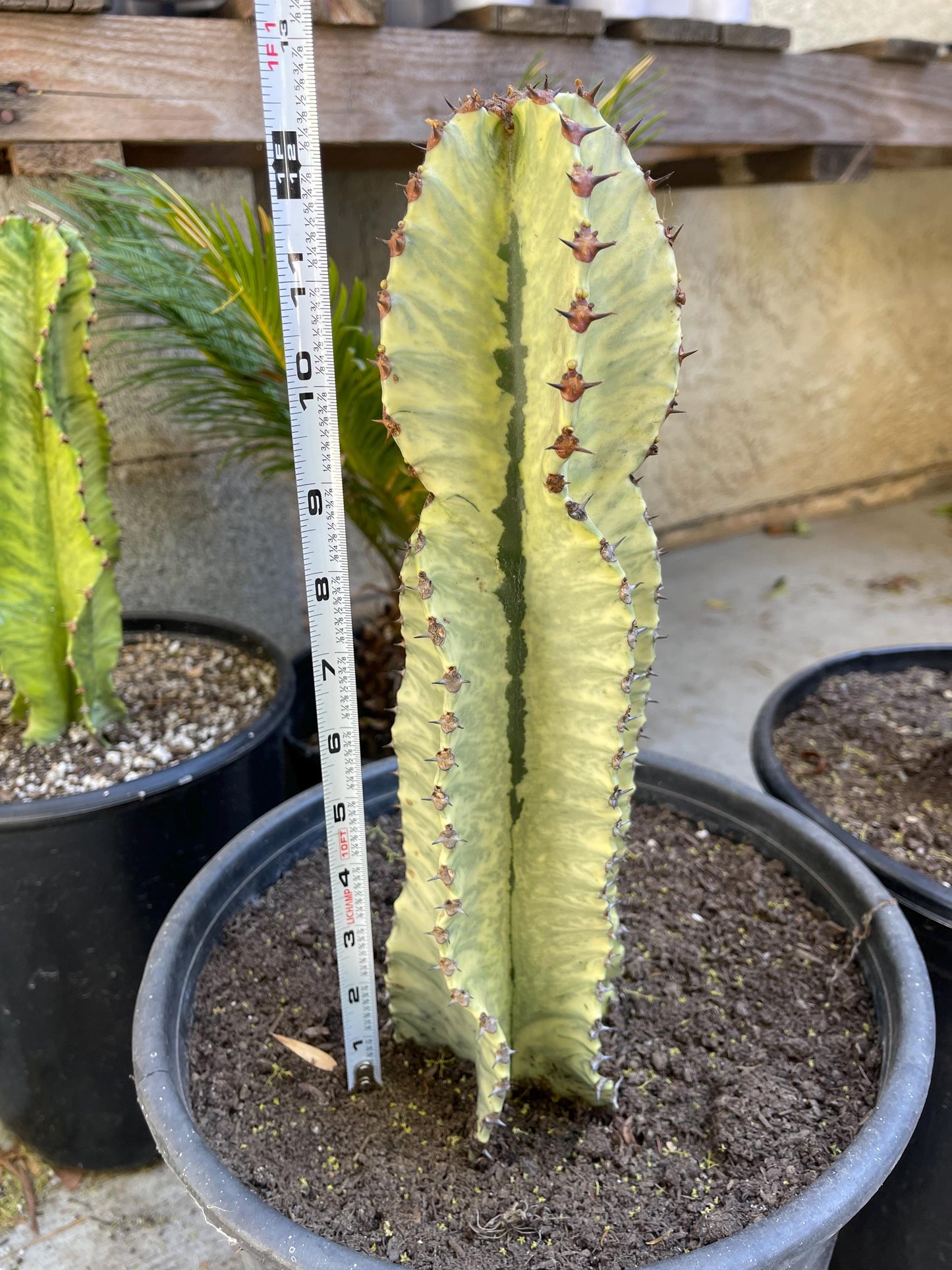 Variegated Euphobia Ammak | African Candelabra Euphorbia | Live Cactus