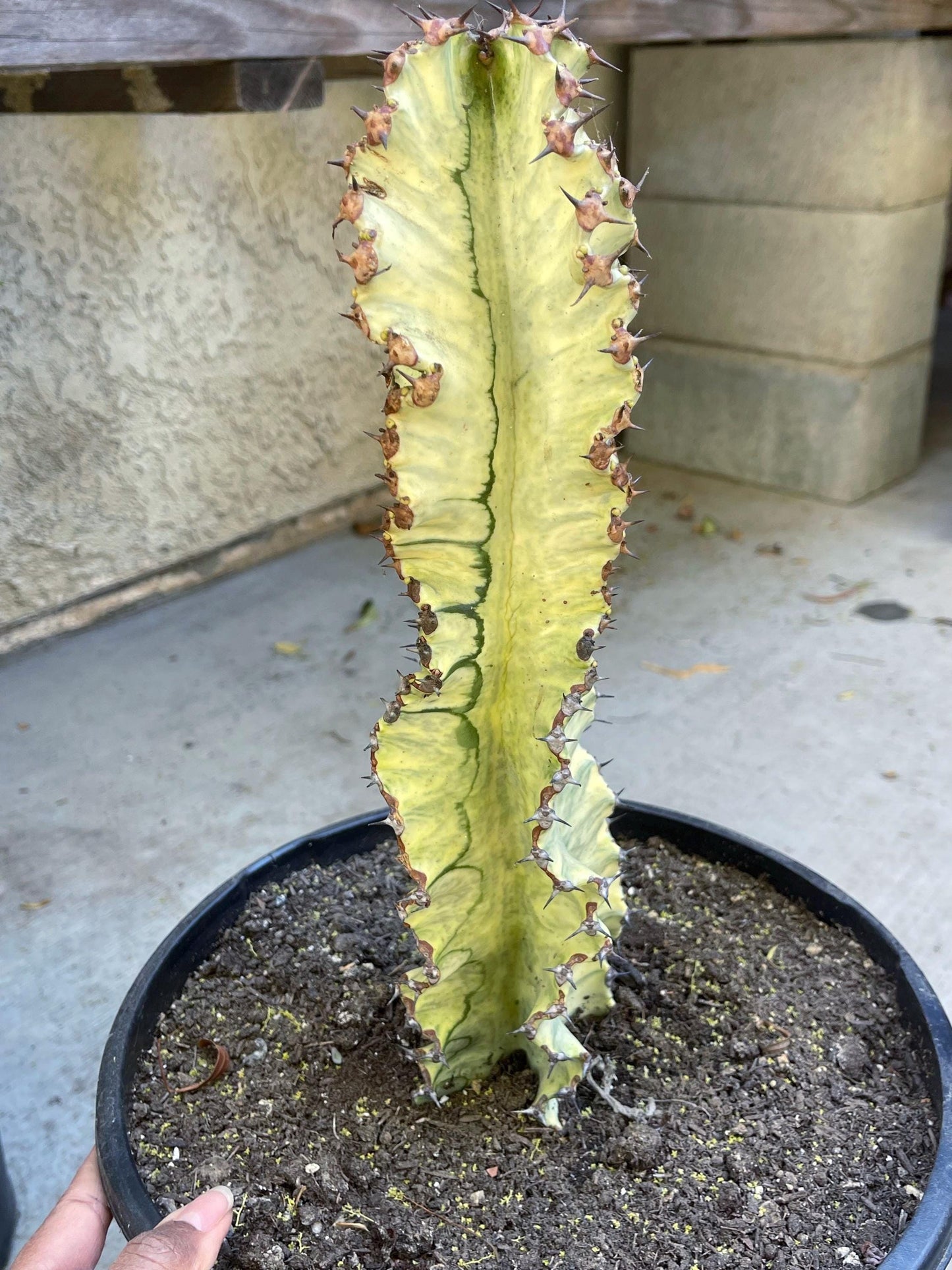 Variegated Euphobia Ammak | African Candelabra Euphorbia | Live Cactus