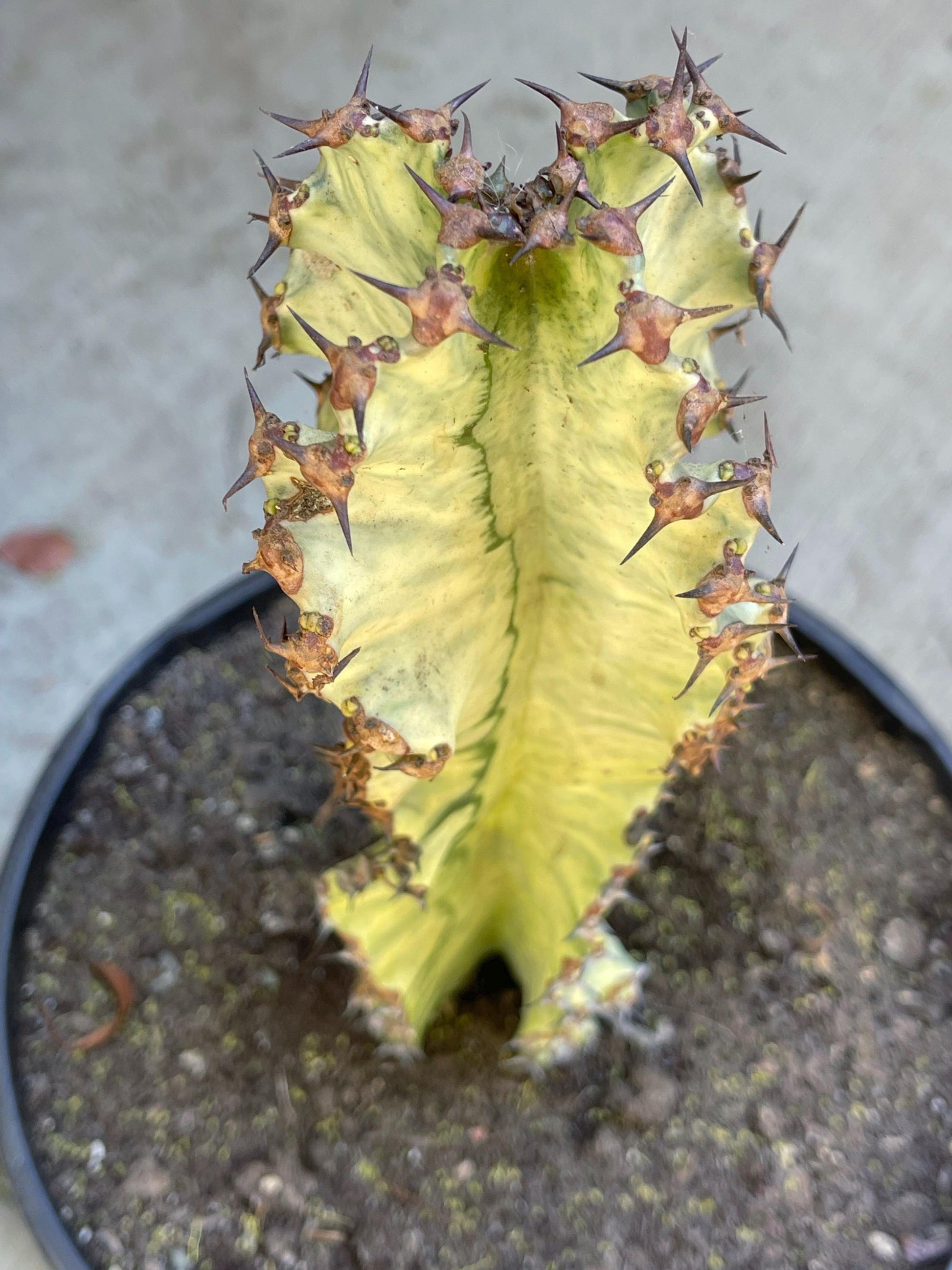 Variegated Euphobia Ammak | African Candelabra Euphorbia | Live Cactus