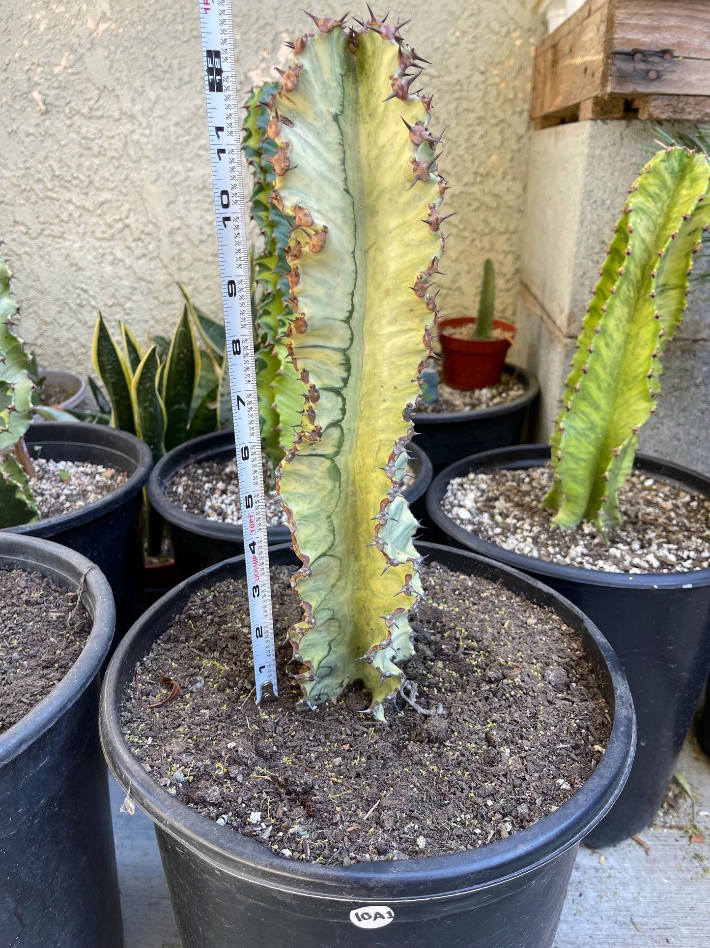 Variegated Euphobia Ammak | African Candelabra Euphorbia | Live Cactus